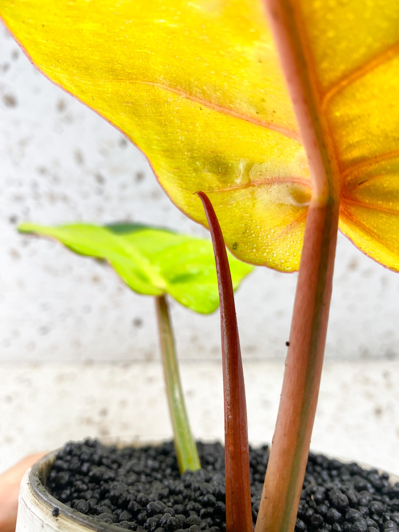 Philodendron Jungle Fever 2 leaves 1 sprout Top Cutting