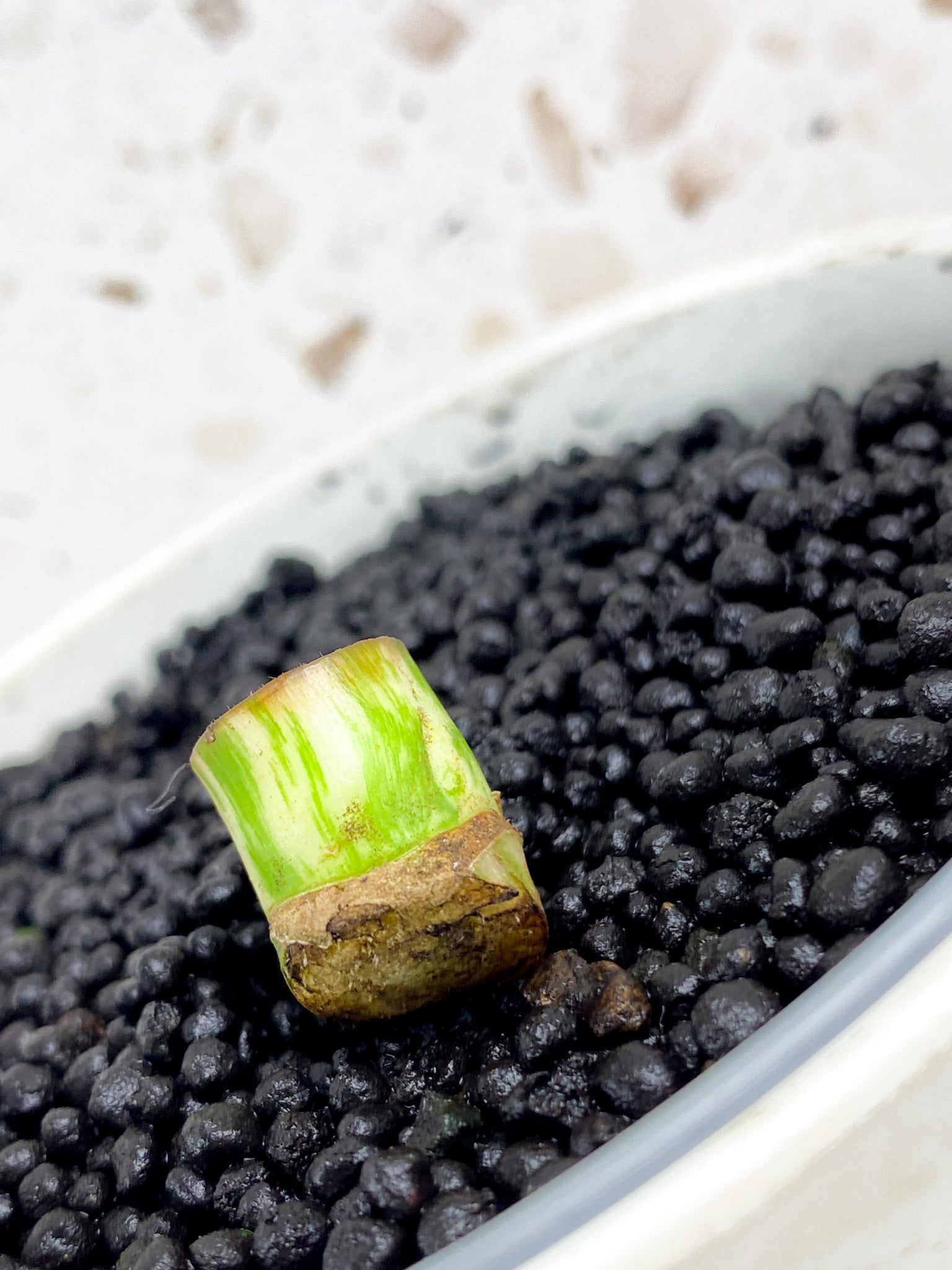 Monstera Albo White Tiger node (rooting)