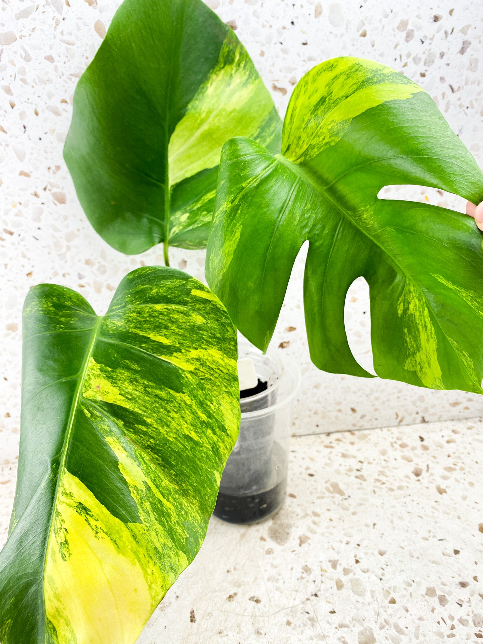 Monstera Aurea Tricolor 3 leaf top cutting