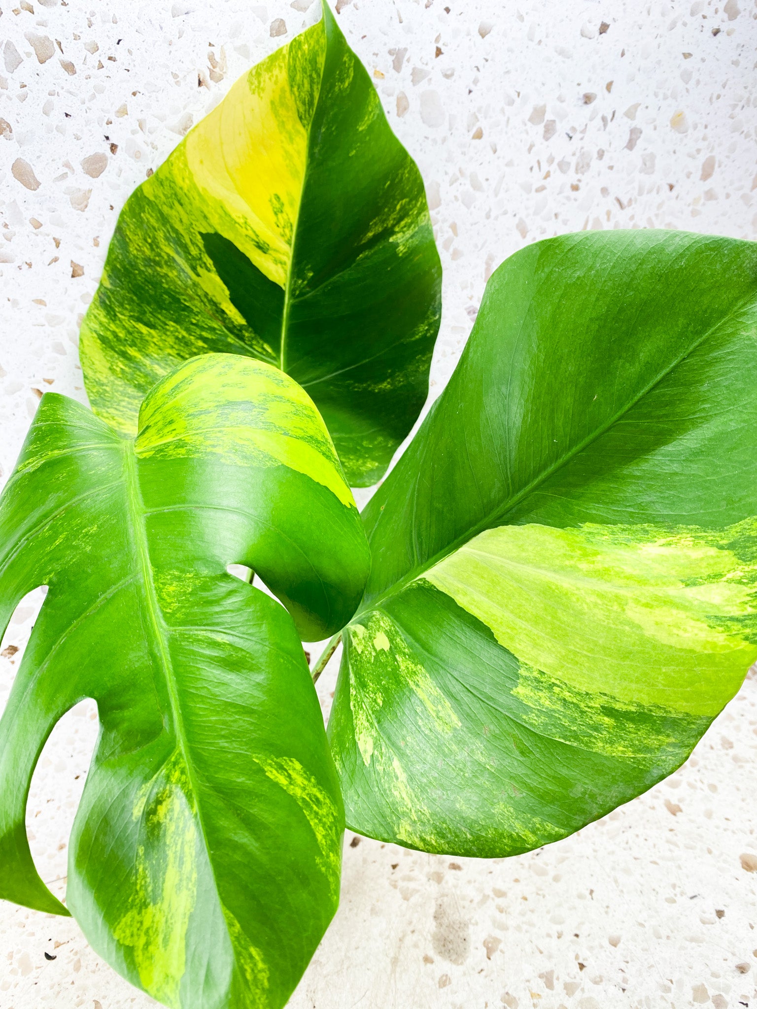 Monstera Aurea Tricolor 3 leaf top cutting