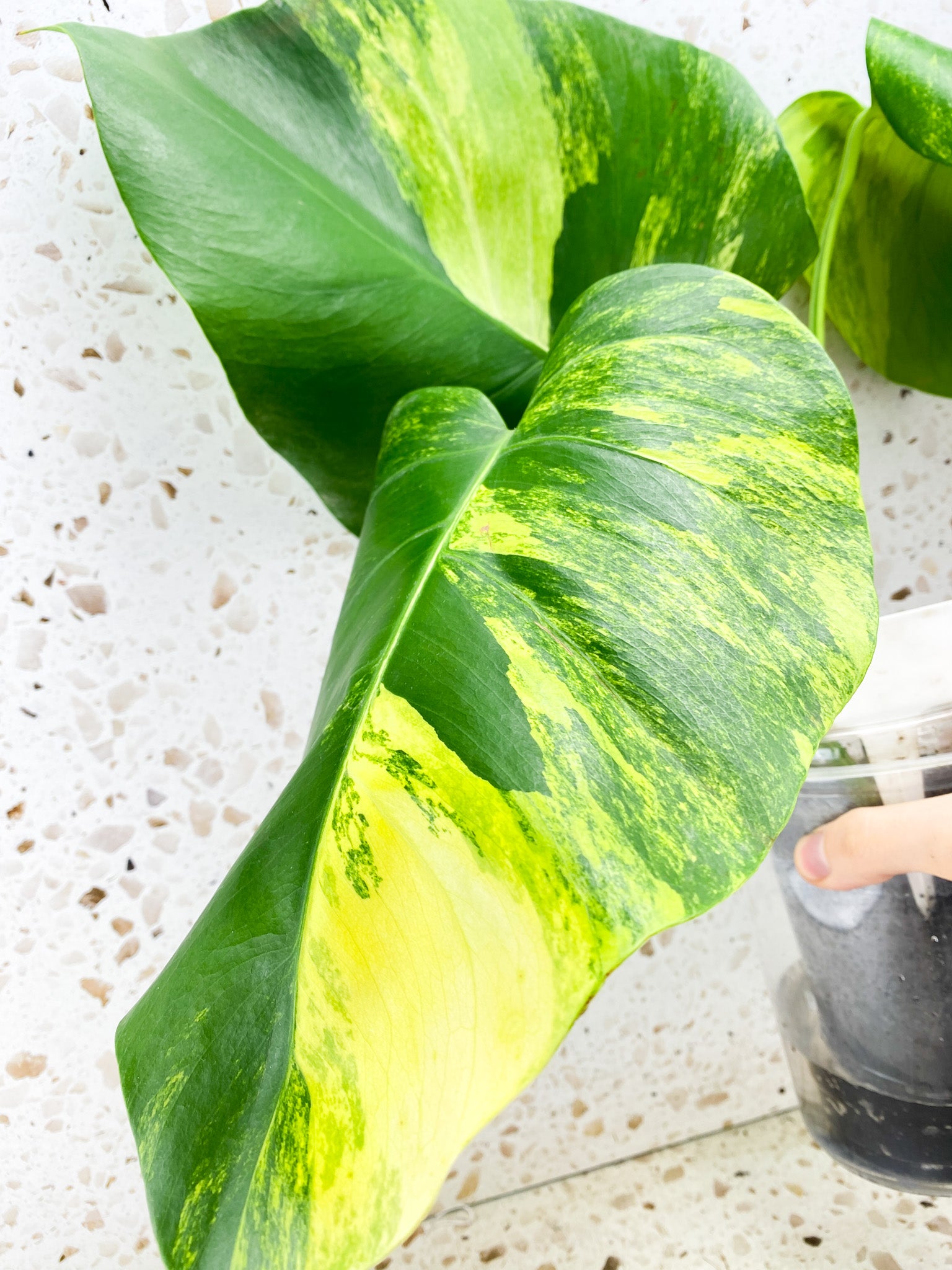 Monstera Aurea Tricolor 3 leaf top cutting