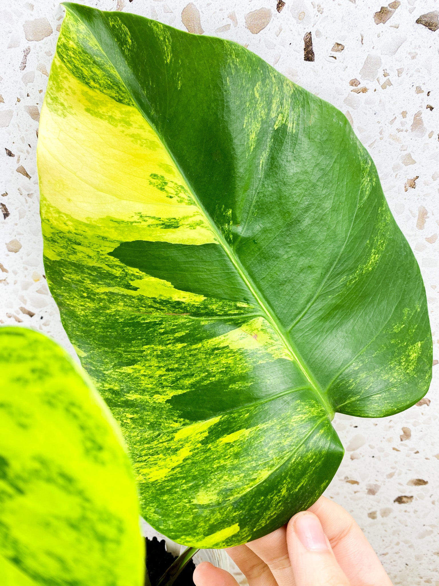 Monstera Aurea Tricolor 3 leaf top cutting