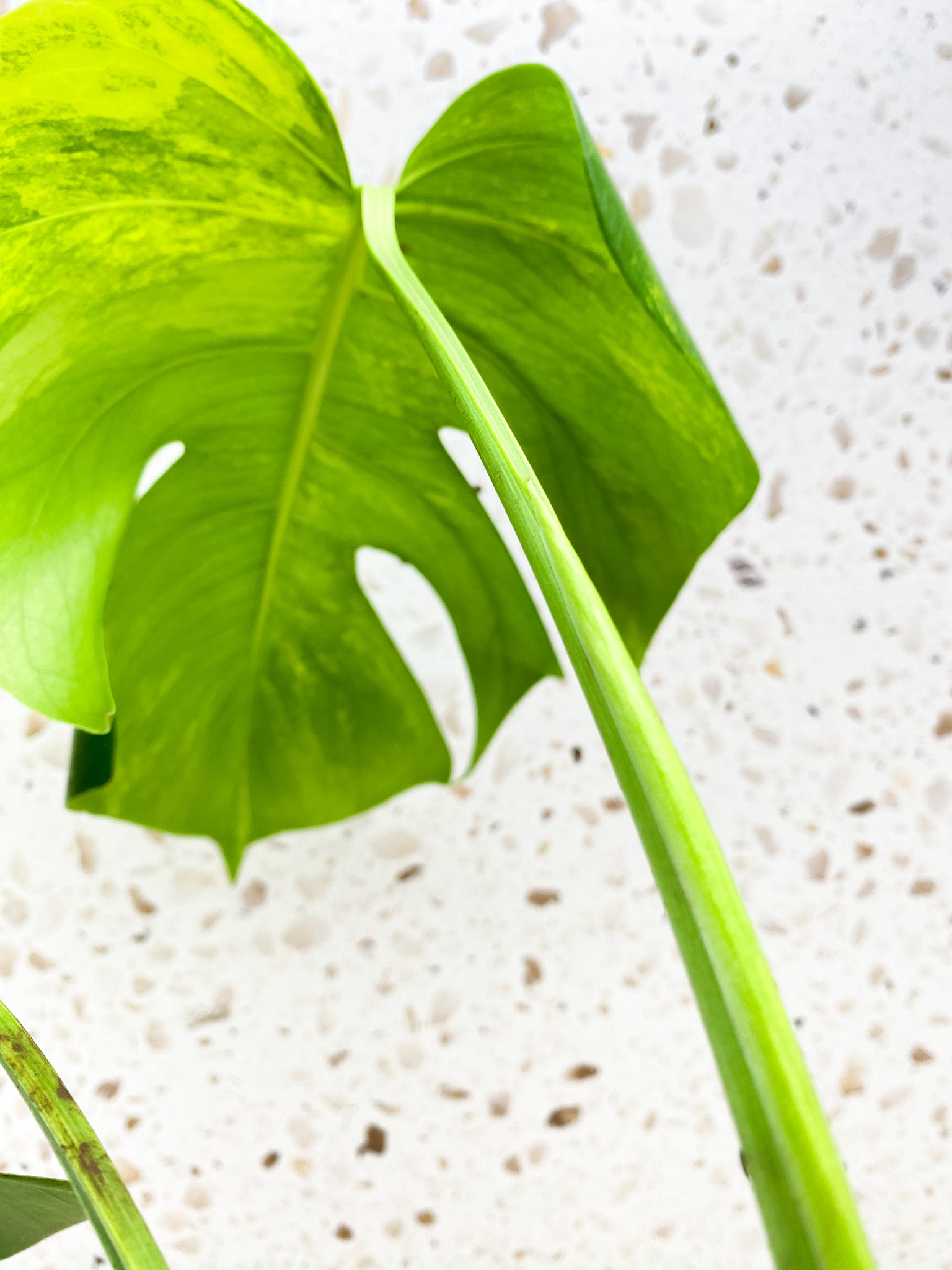 Monstera Aurea Tricolor 3 leaf top cutting