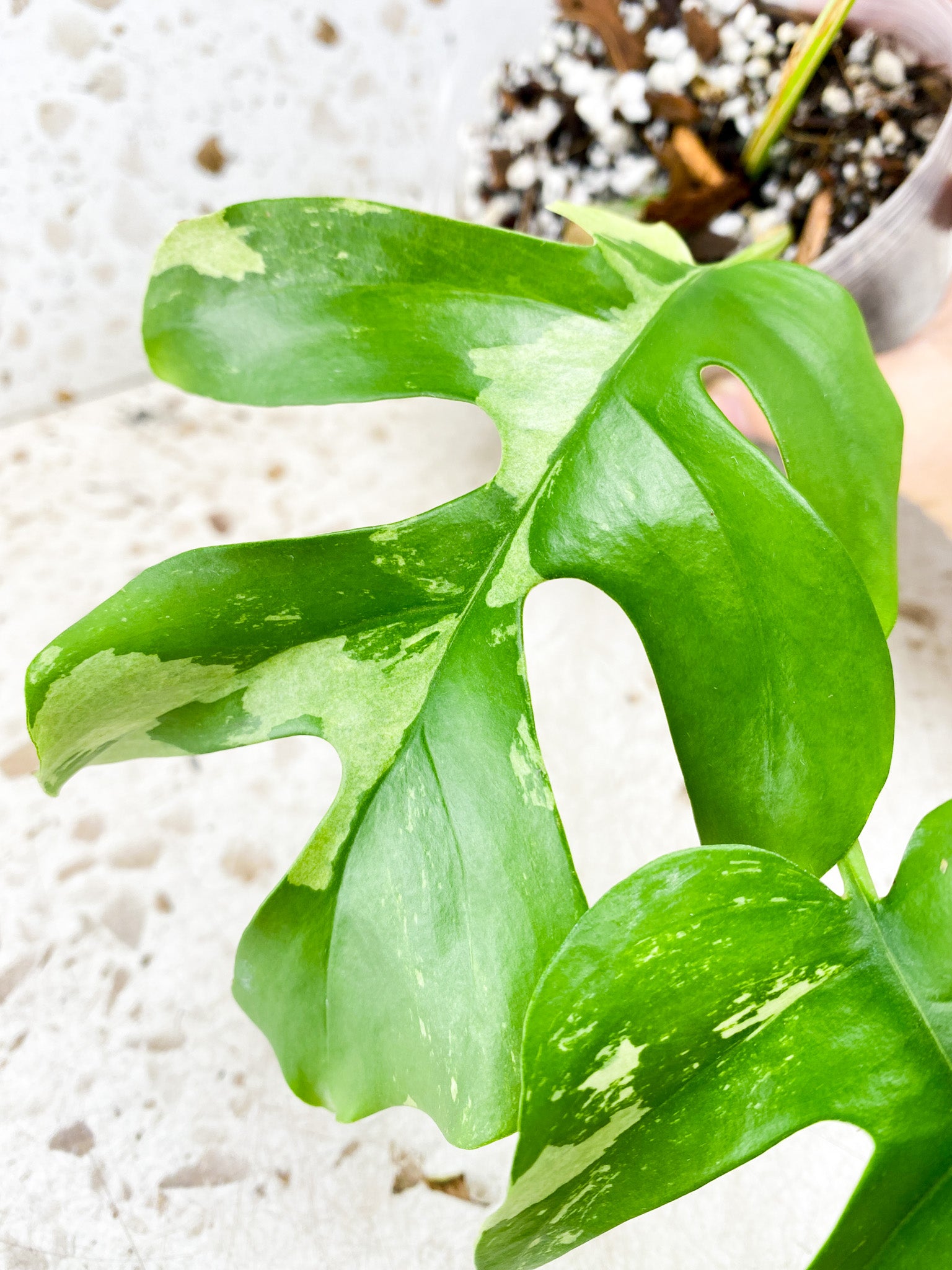 Rhaphidophora Tetrasperma Variegated 3 leaves 1 sprouting bud