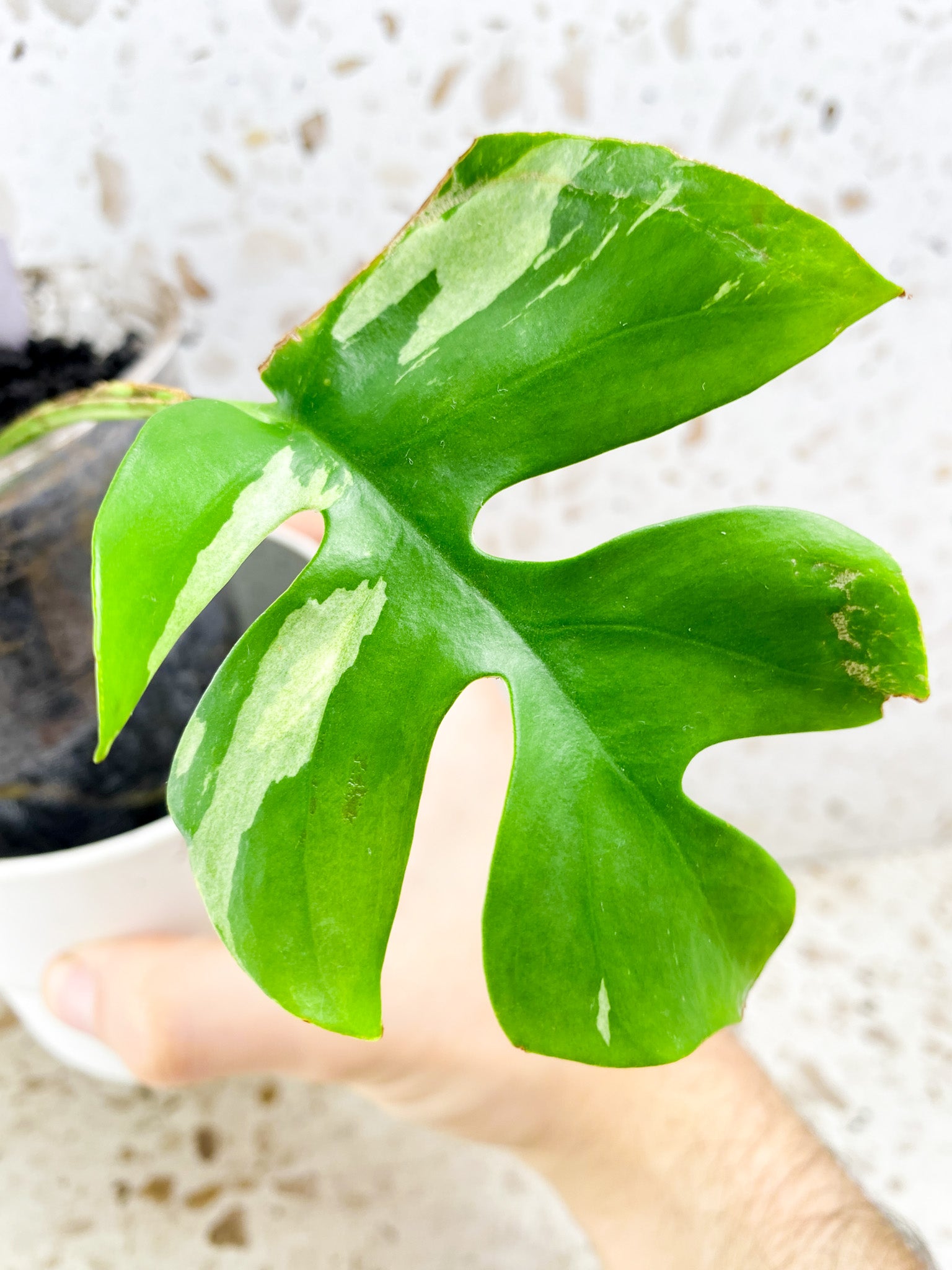 Rhaphidophora Tetrasperma Variegated 1 leaf (rooting)