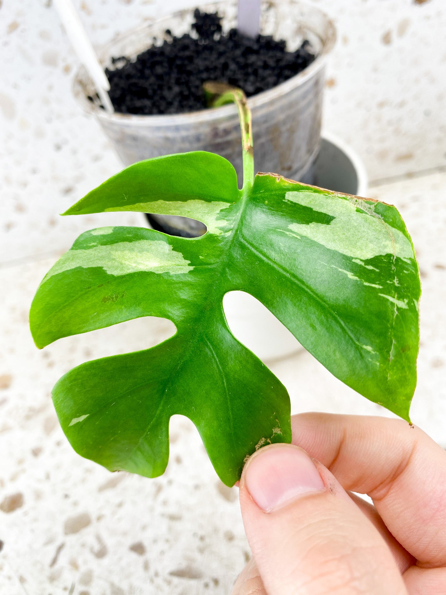 Rhaphidophora Tetrasperma Variegated 1 leaf (rooting)