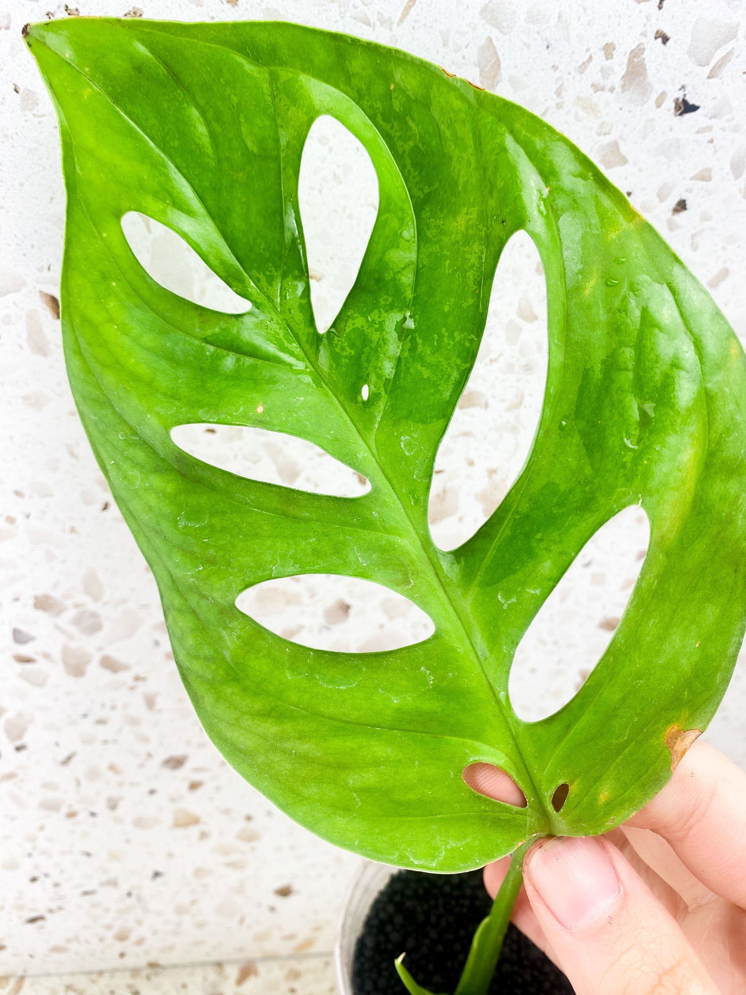 Monstera Esqueleto 1 leaf 1 shoot top cutting