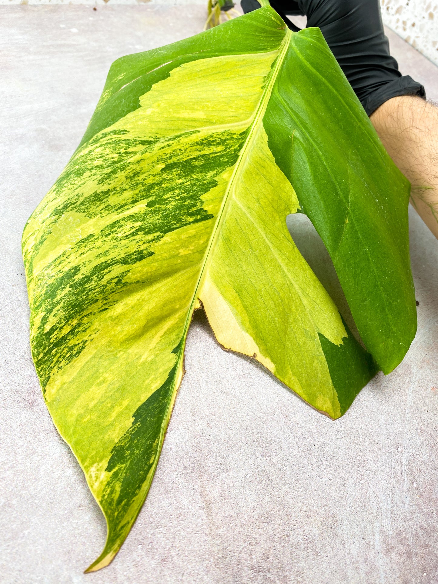 Monstera Aurea Tricolor 1 leaf