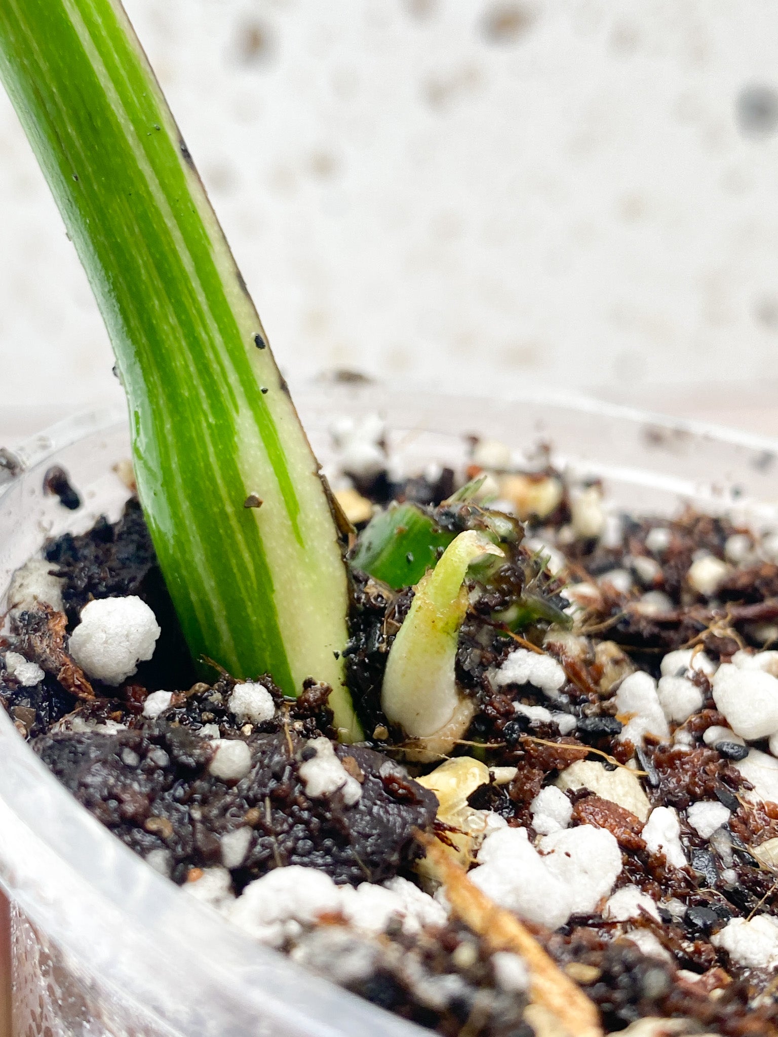 Monstera Albo White Tiger 1 Leaf 1 sprout