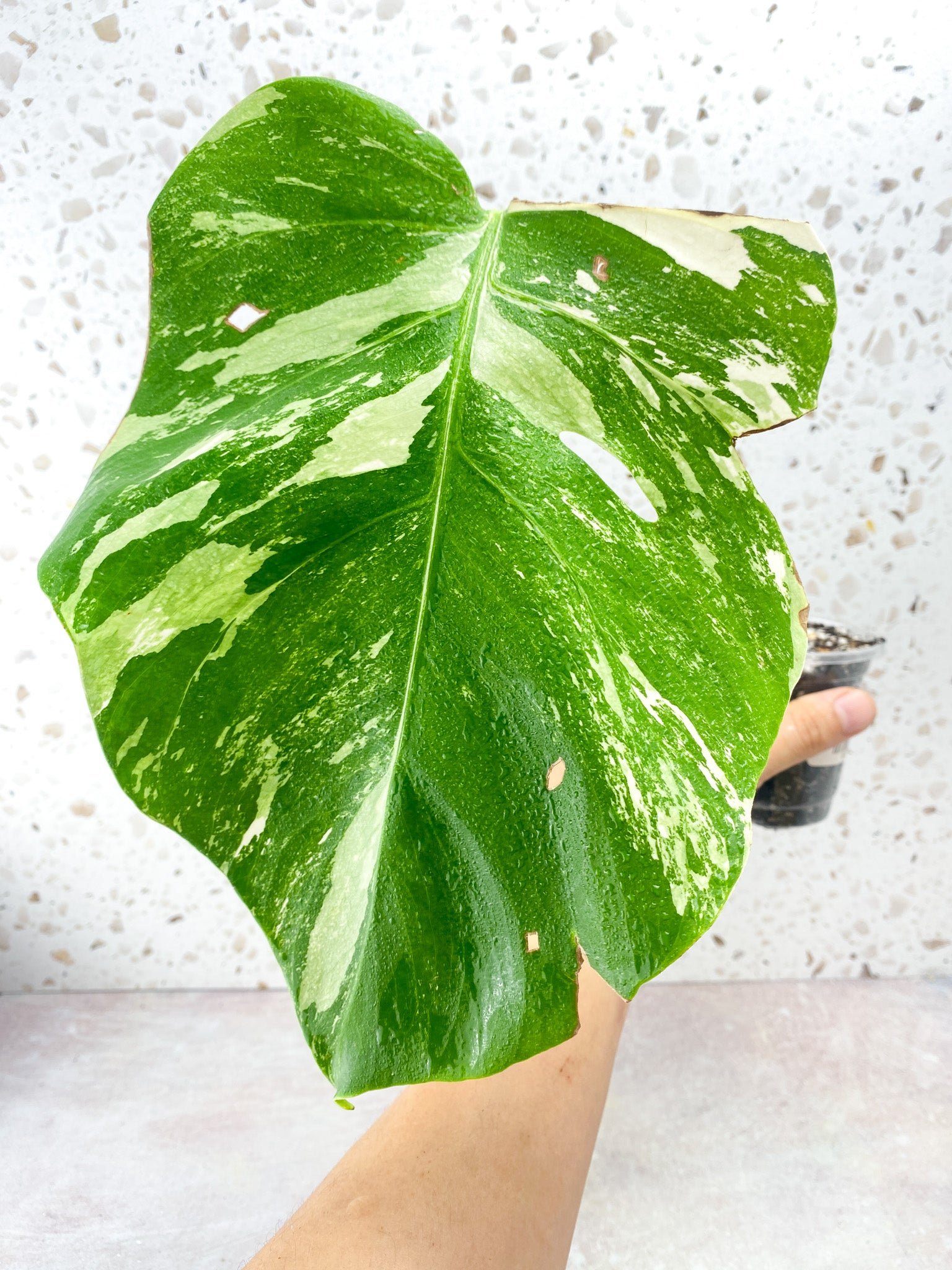 Monstera Albo White Tiger 1 Leaf 1 sprout