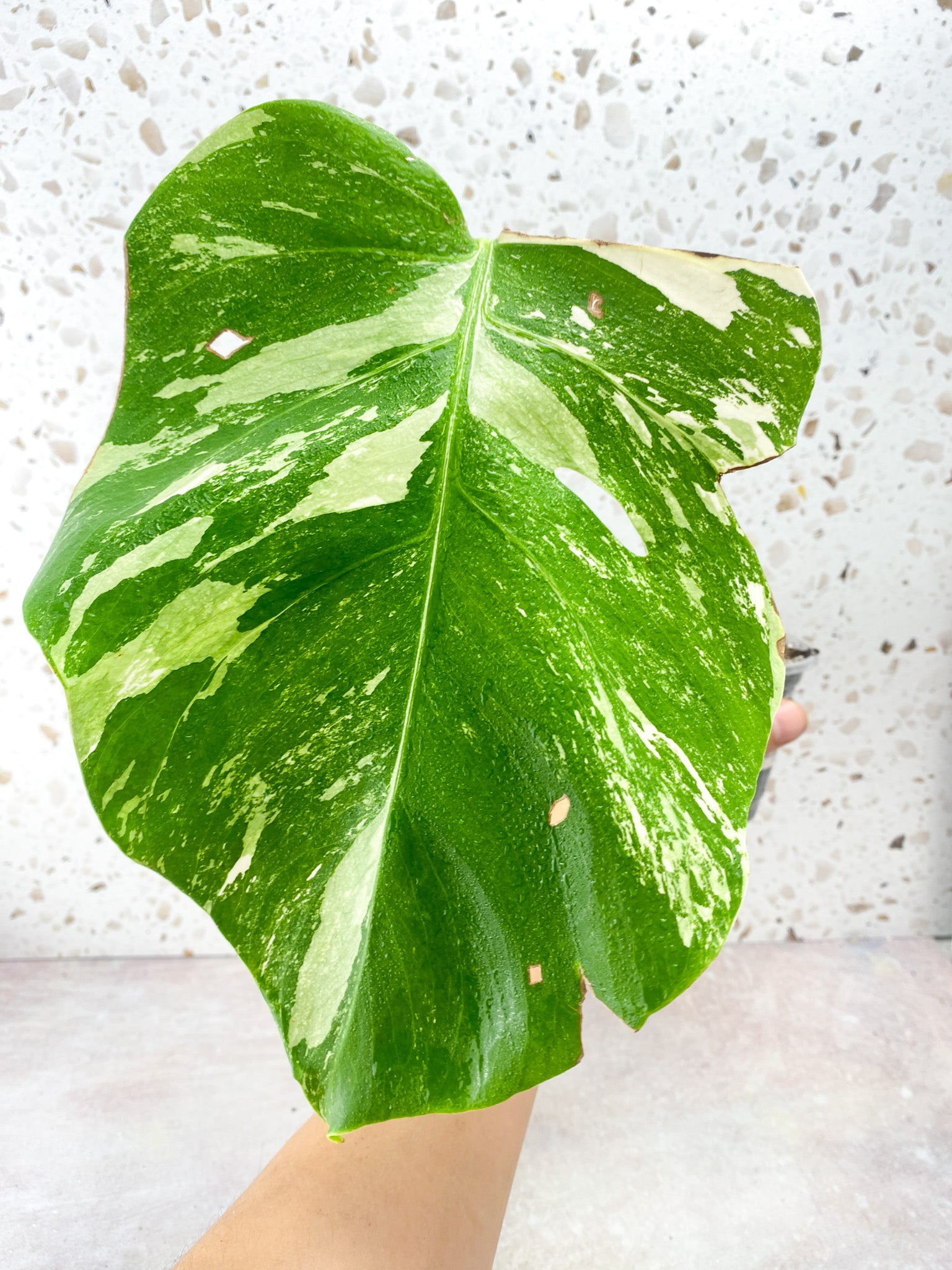 Monstera Albo White Tiger 1 Leaf 1 sprout