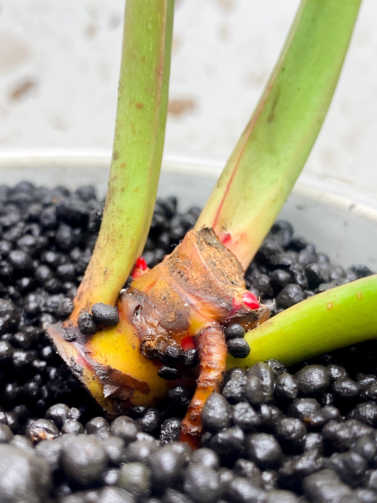 Philodendron Red Moon 3 leaves and 2 sprouting nodes (rooting)