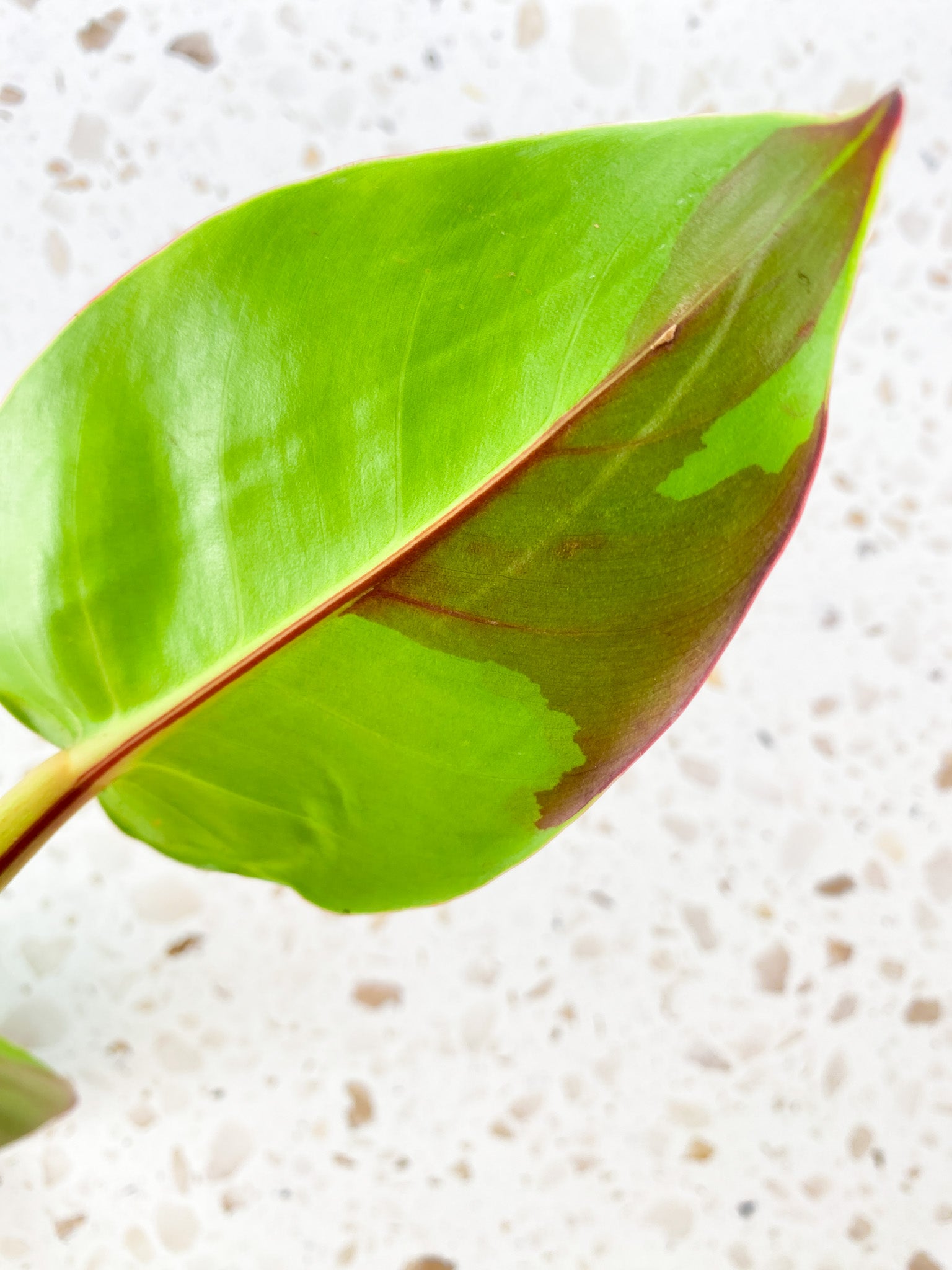 Philodendron Red Moon 3 leaves and 2 sprouting nodes (rooting)