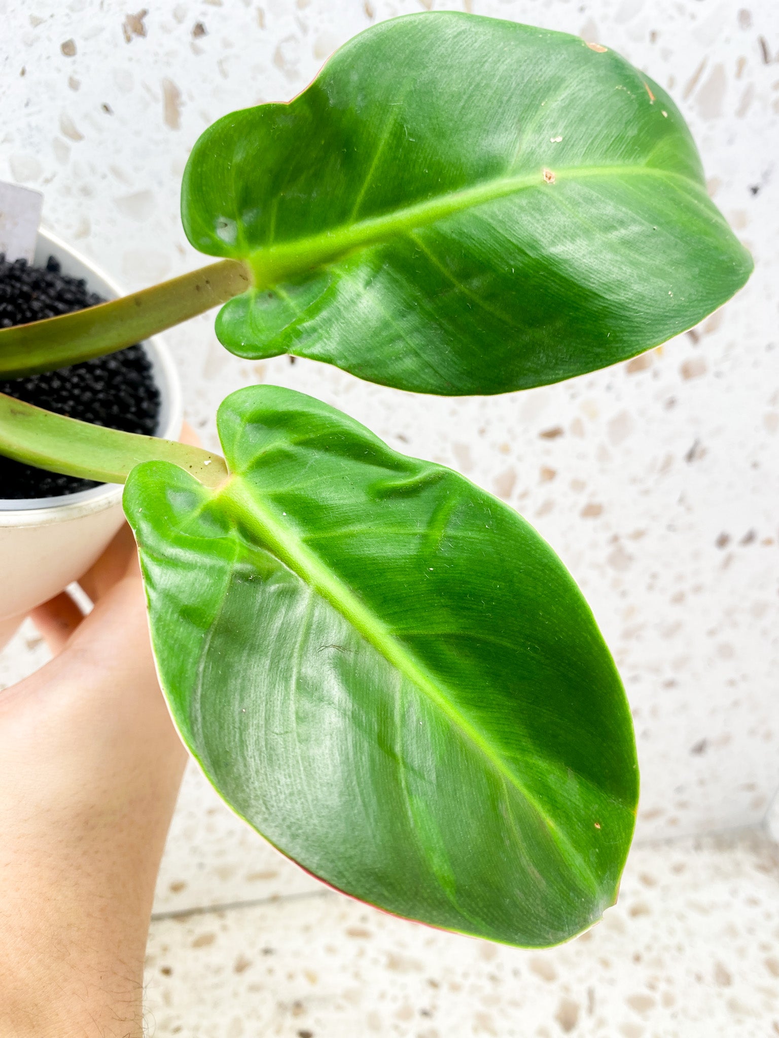 Philodendron Red Moon 3 leaves and 2 sprouting nodes (rooting)