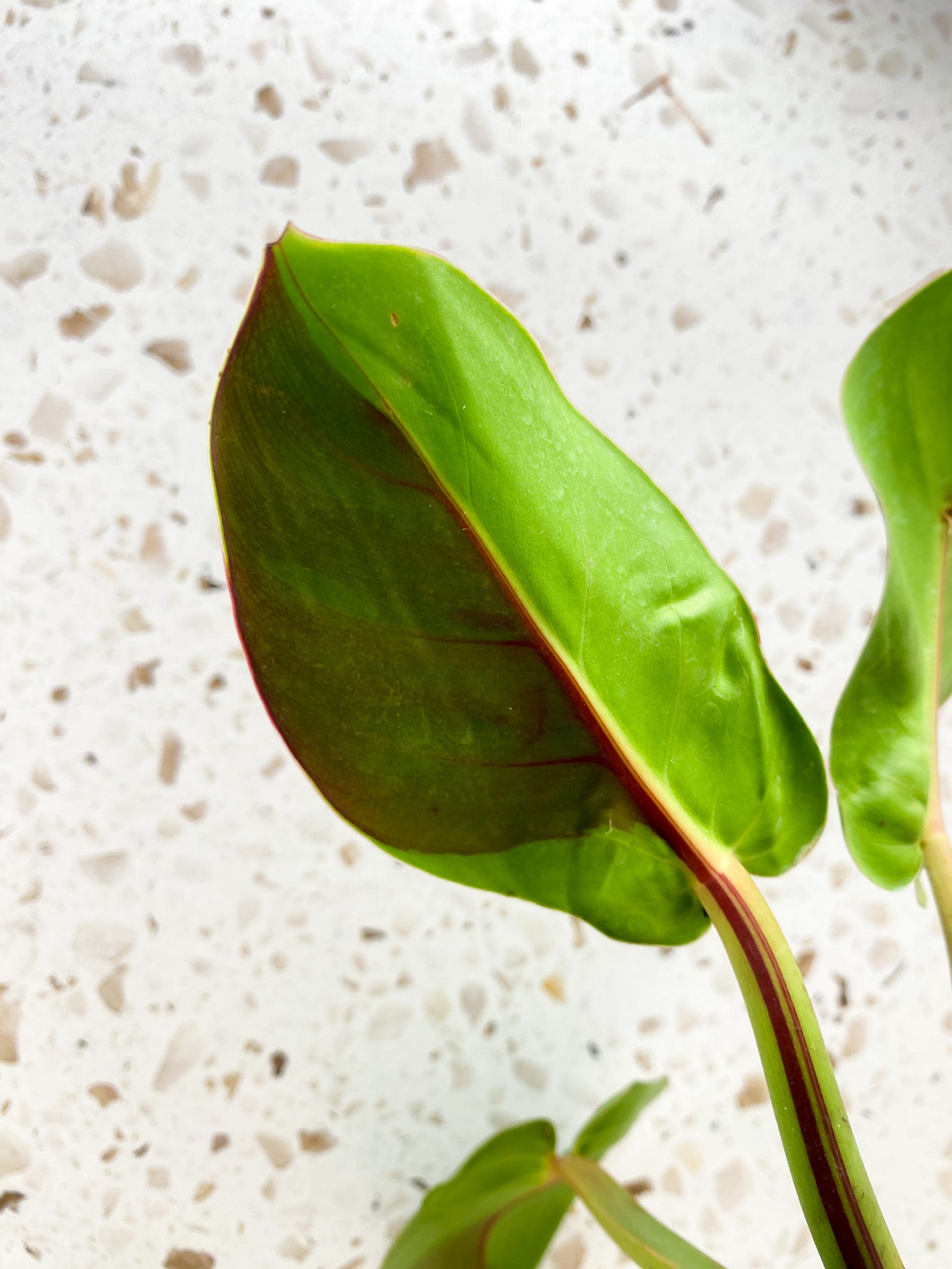 Philodendron Red Moon 3 leaves and 2 sprouting nodes (rooting)