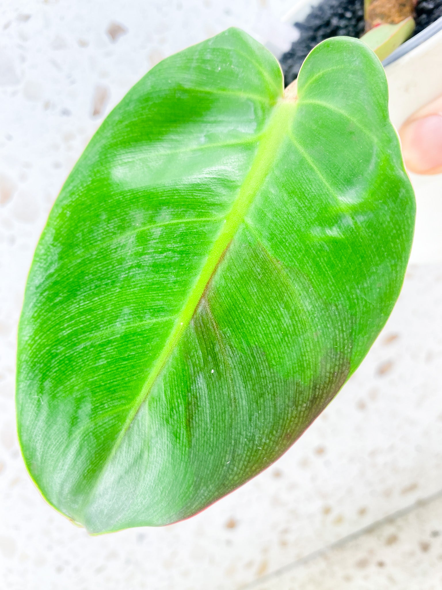 Philodendron Red Moon 3 leaves and 2 sprouting nodes (rooting)