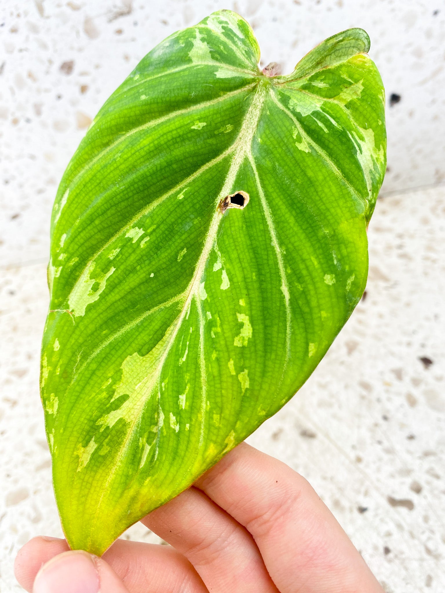 Philodendron Gloriosum 'Snow Leopard' Variegated 1 leaf with sprout (rooting) GIVEAWAY