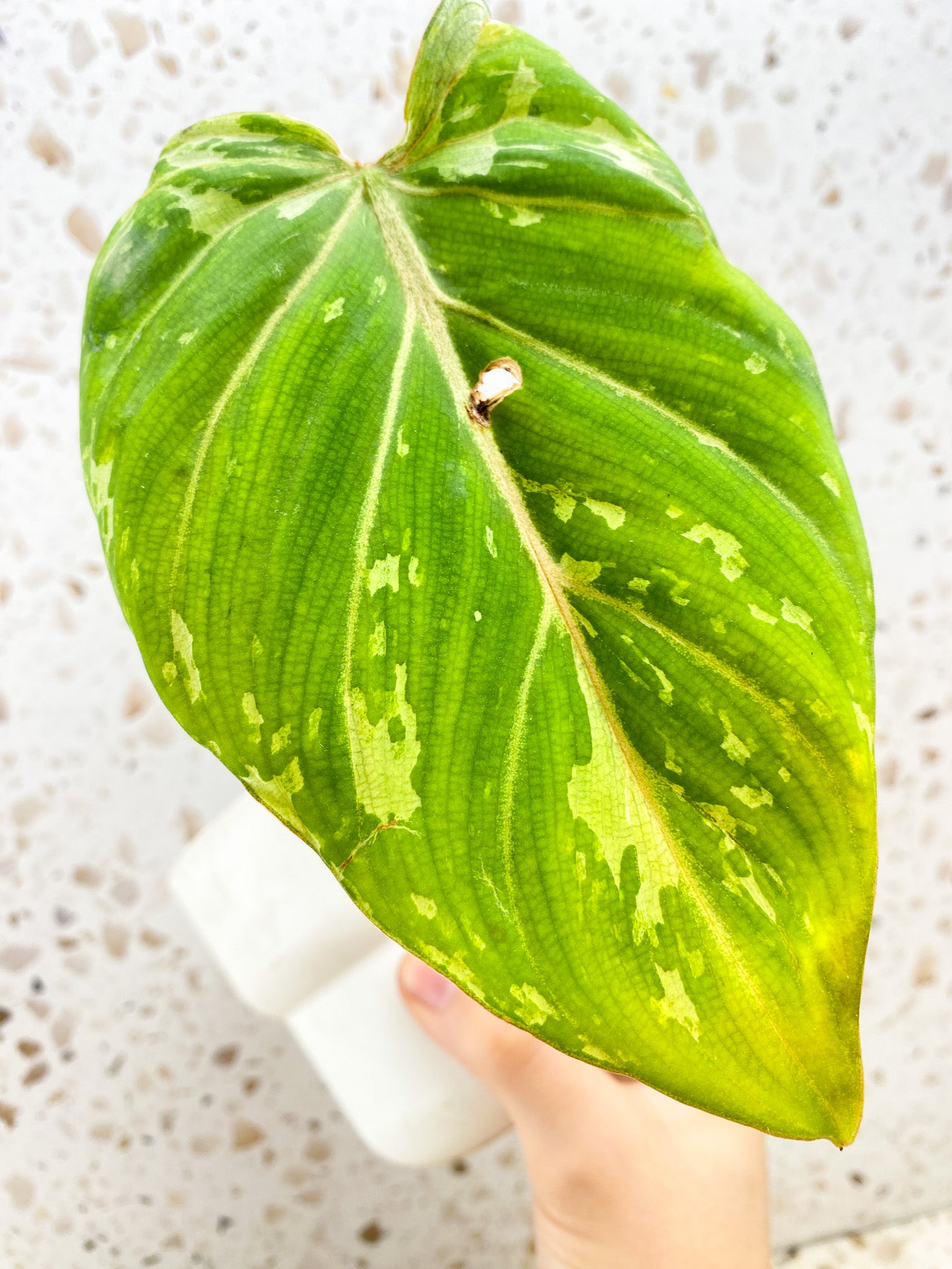 Philodendron Gloriosum 'Snow Leopard' Variegated 1 leaf with sprout (rooting) GIVEAWAY