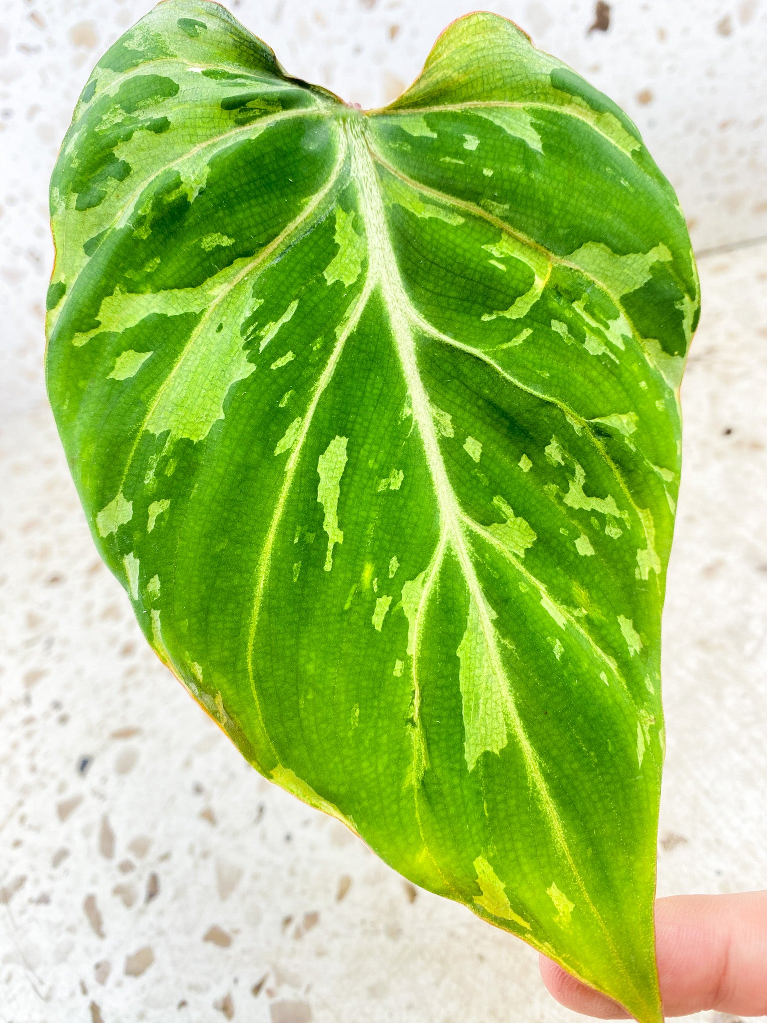 Giveaway: Philodendron Gloriosum 'Snow Leopard' Variegated 1 leaf with sprouting node (rooting)