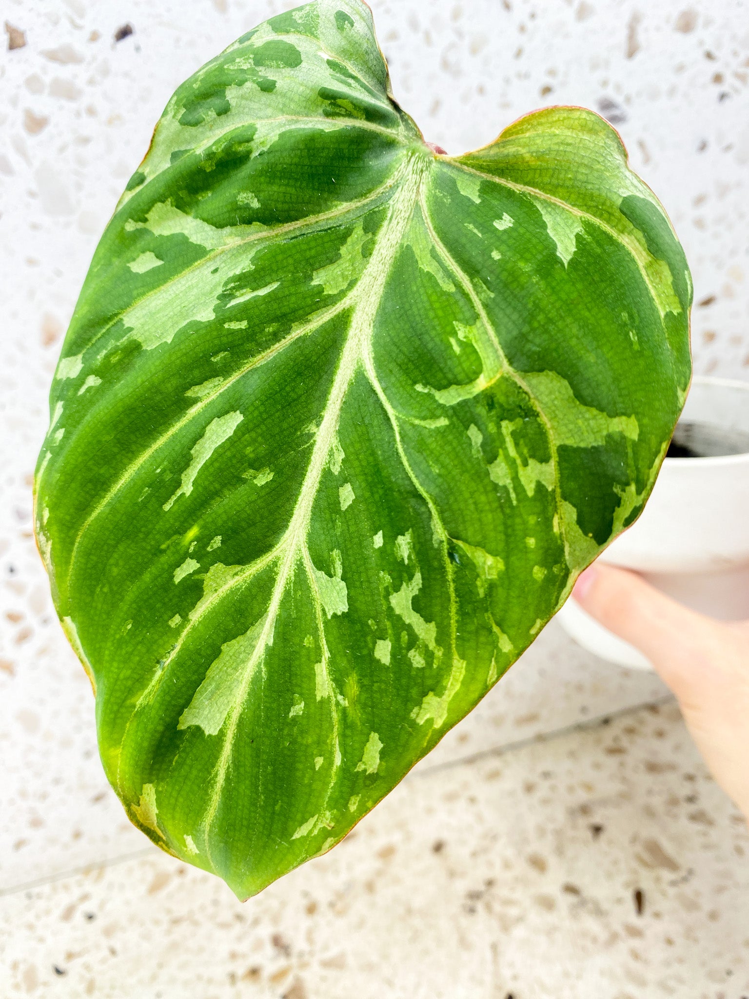 Giveaway: Philodendron Gloriosum 'Snow Leopard' Variegated 1 leaf with sprouting node (rooting)