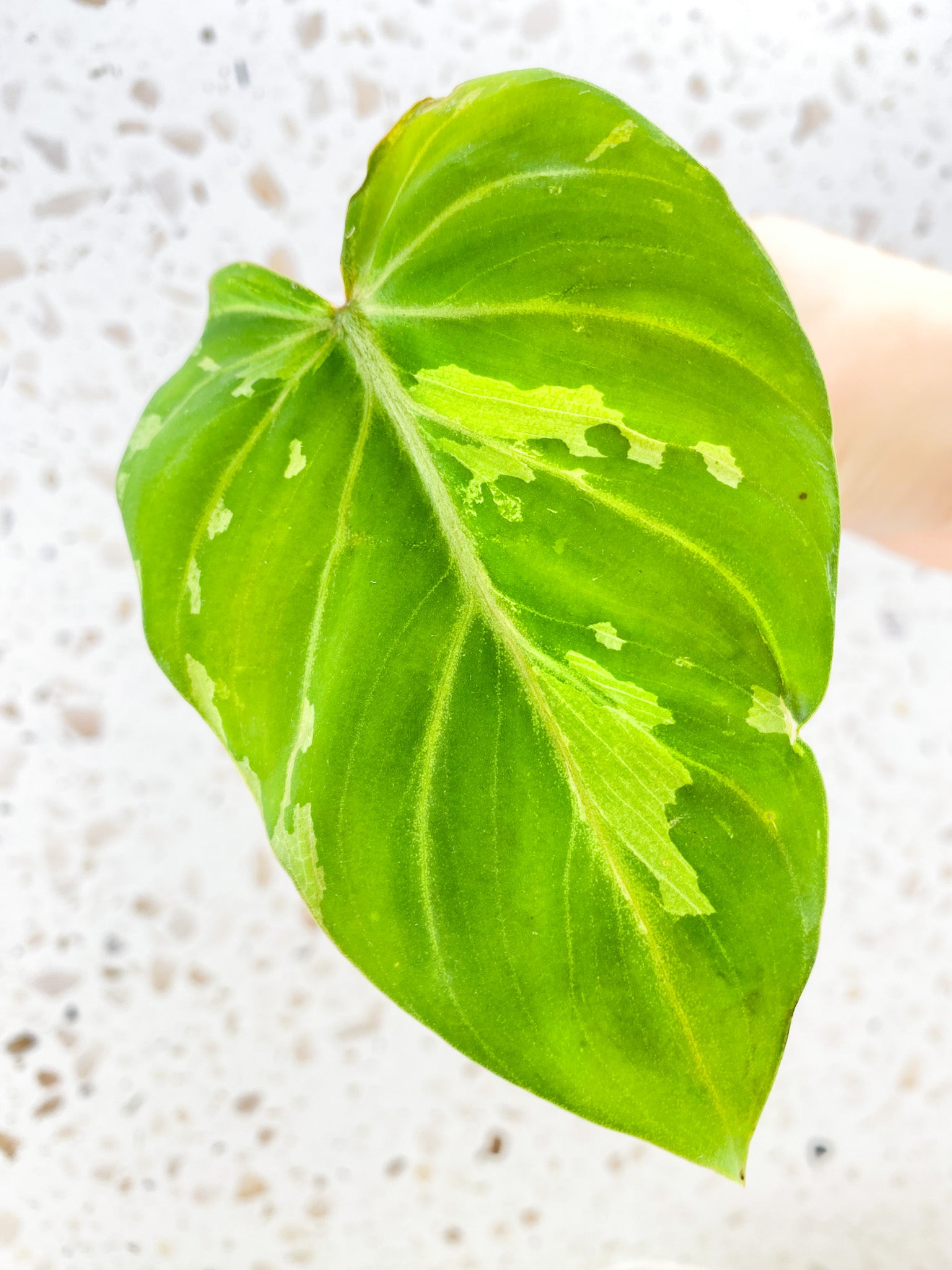 Philodendron Gloriosum 'Snow Leopard' Variegated 1 leaf with sprout (rooting)