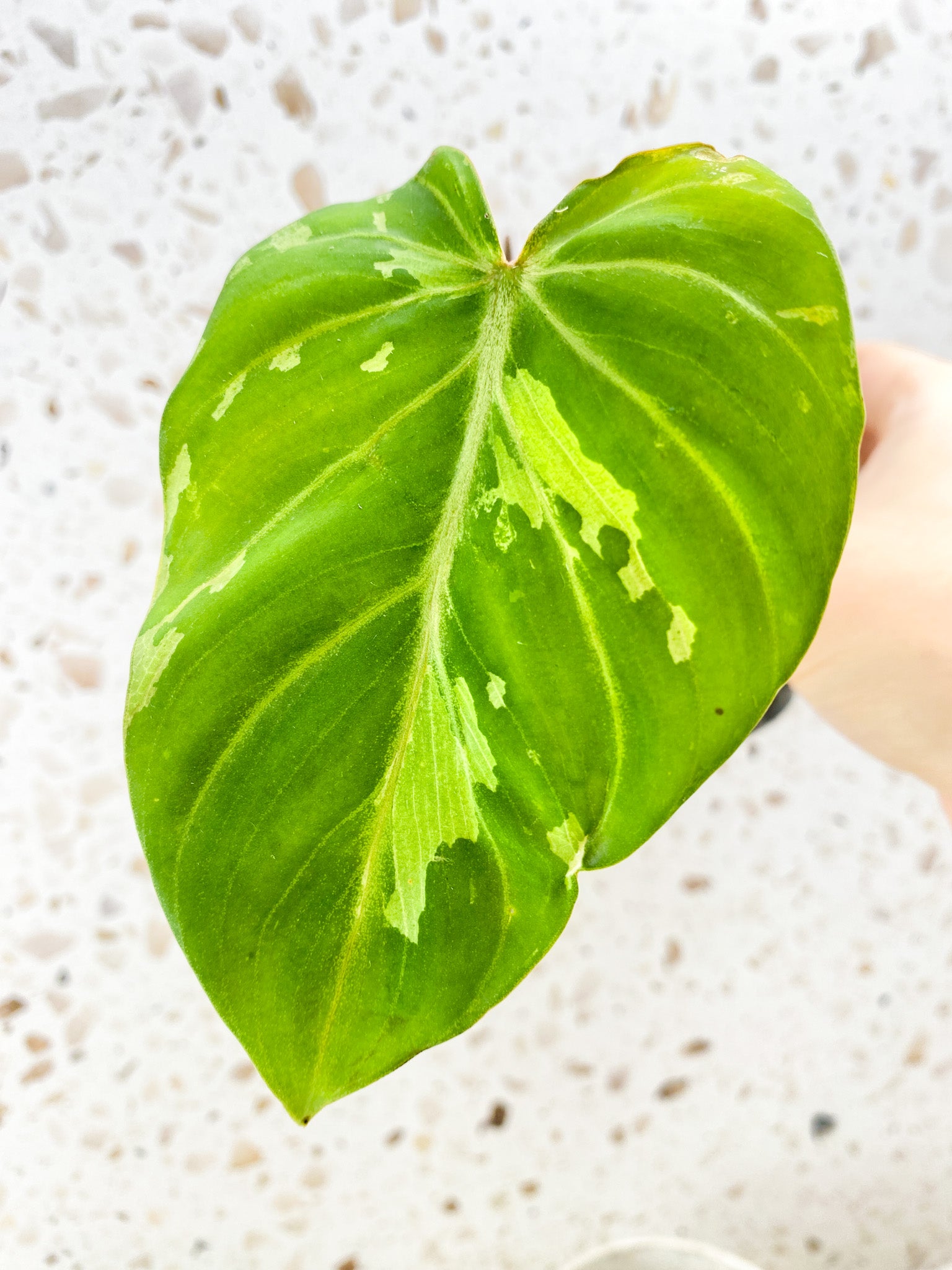 Philodendron Gloriosum 'Snow Leopard' Variegated 1 leaf with sprout (rooting)