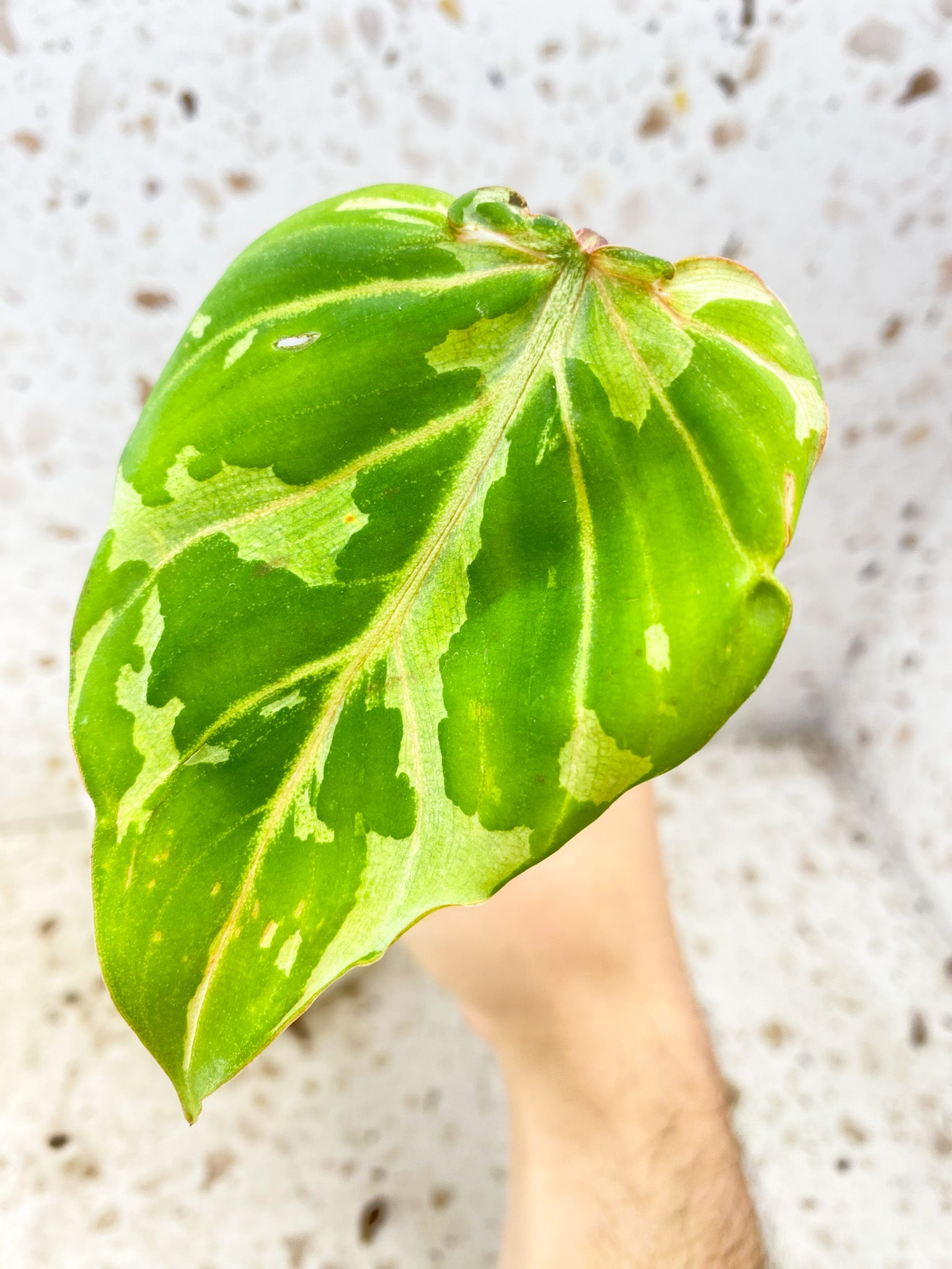 Philodendron Gloriosum 'Snow Leopard' Variegated 1 leaf with sprout (rooting)