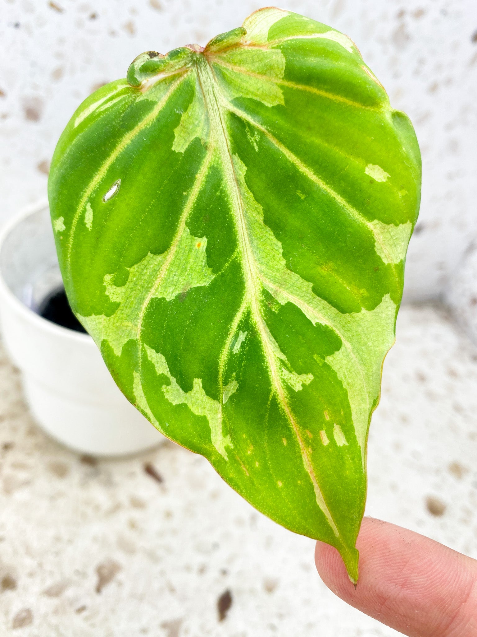 Philodendron Gloriosum 'Snow Leopard' Variegated 1 leaf with sprout (rooting)