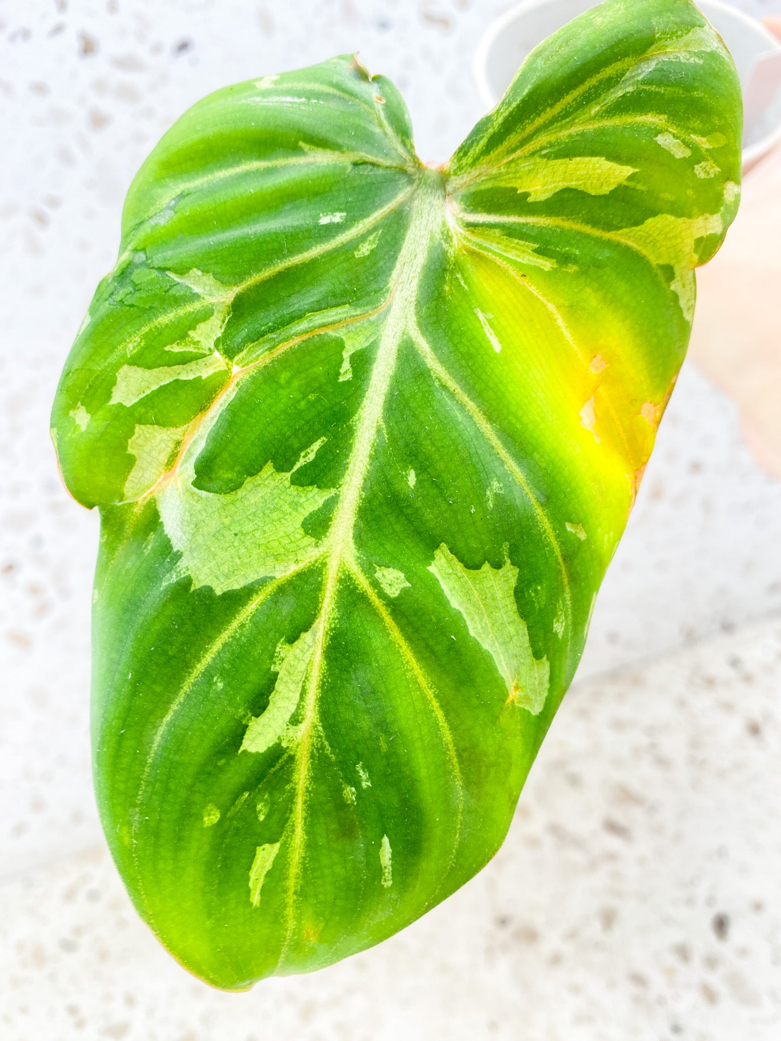 Philodendron Gloriosum 'Snow Leopard' Variegated 1 leaf with sprout (rooting)