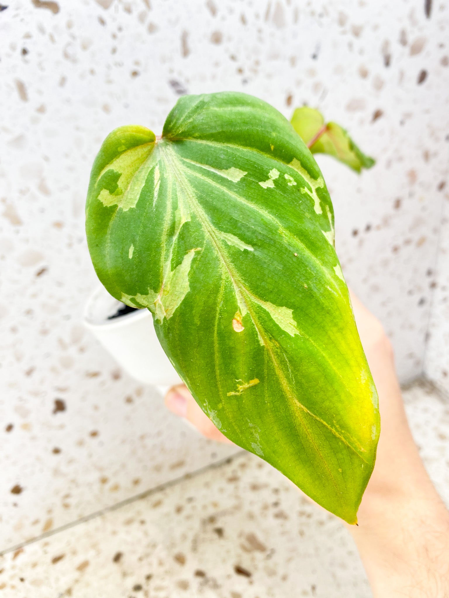 Philodendron Gloriosum 'Snow Leopard' Variegated 2 leaves 1 sprout (rooting)