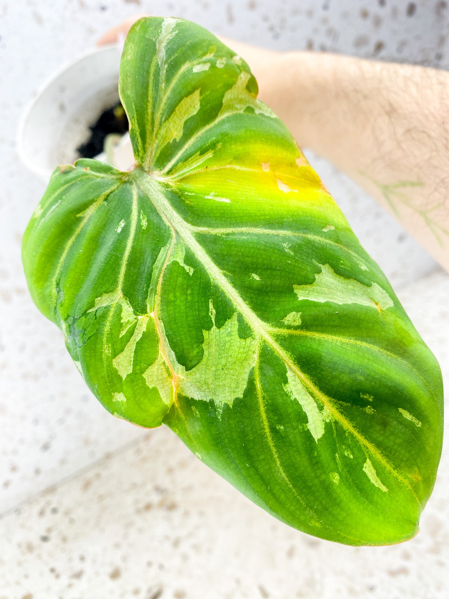 Philodendron Gloriosum 'Snow Leopard' Variegated 1 leaf with sprout (rooting)