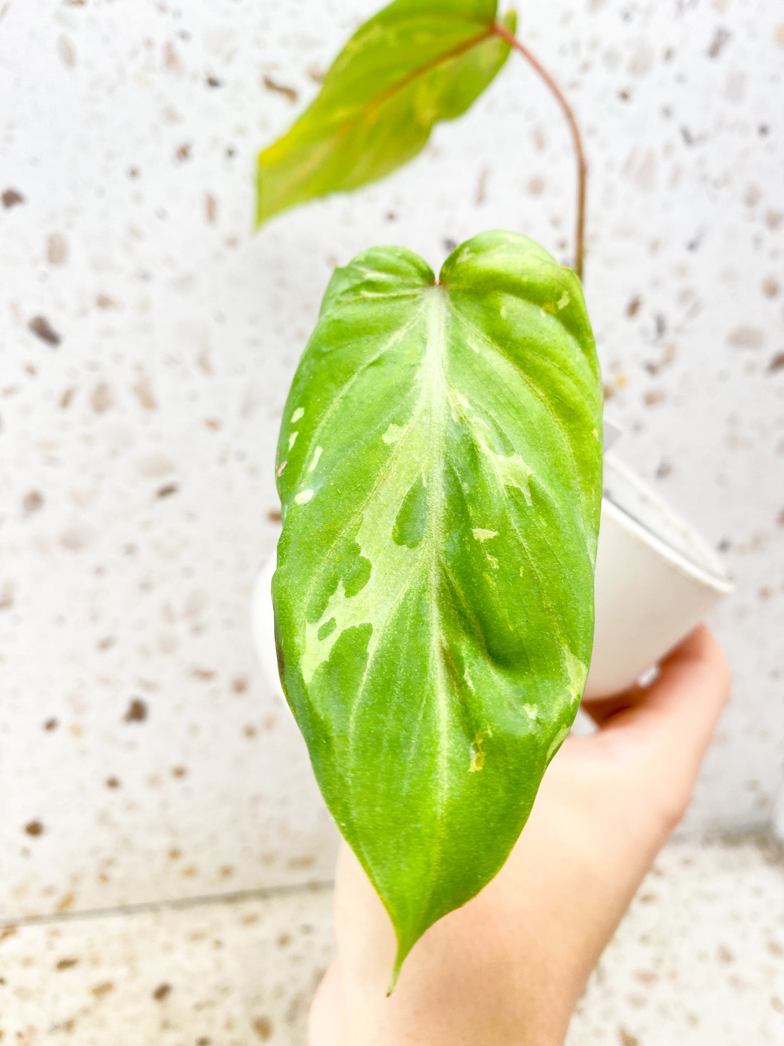 Philodendron Gloriosum 'Snow Leopard' Variegated 2 leaves 1 sprout (rooting)