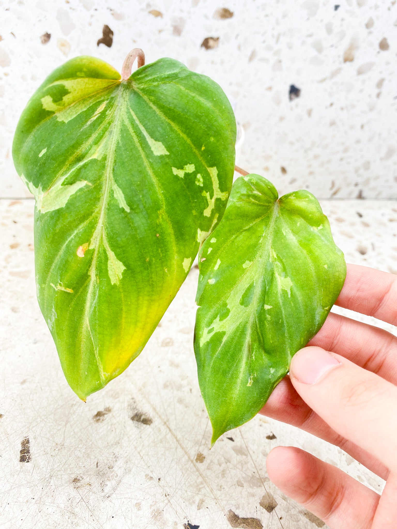 Philodendron Gloriosum 'Snow Leopard' Variegated 2 leaves 1 sprout (rooting)