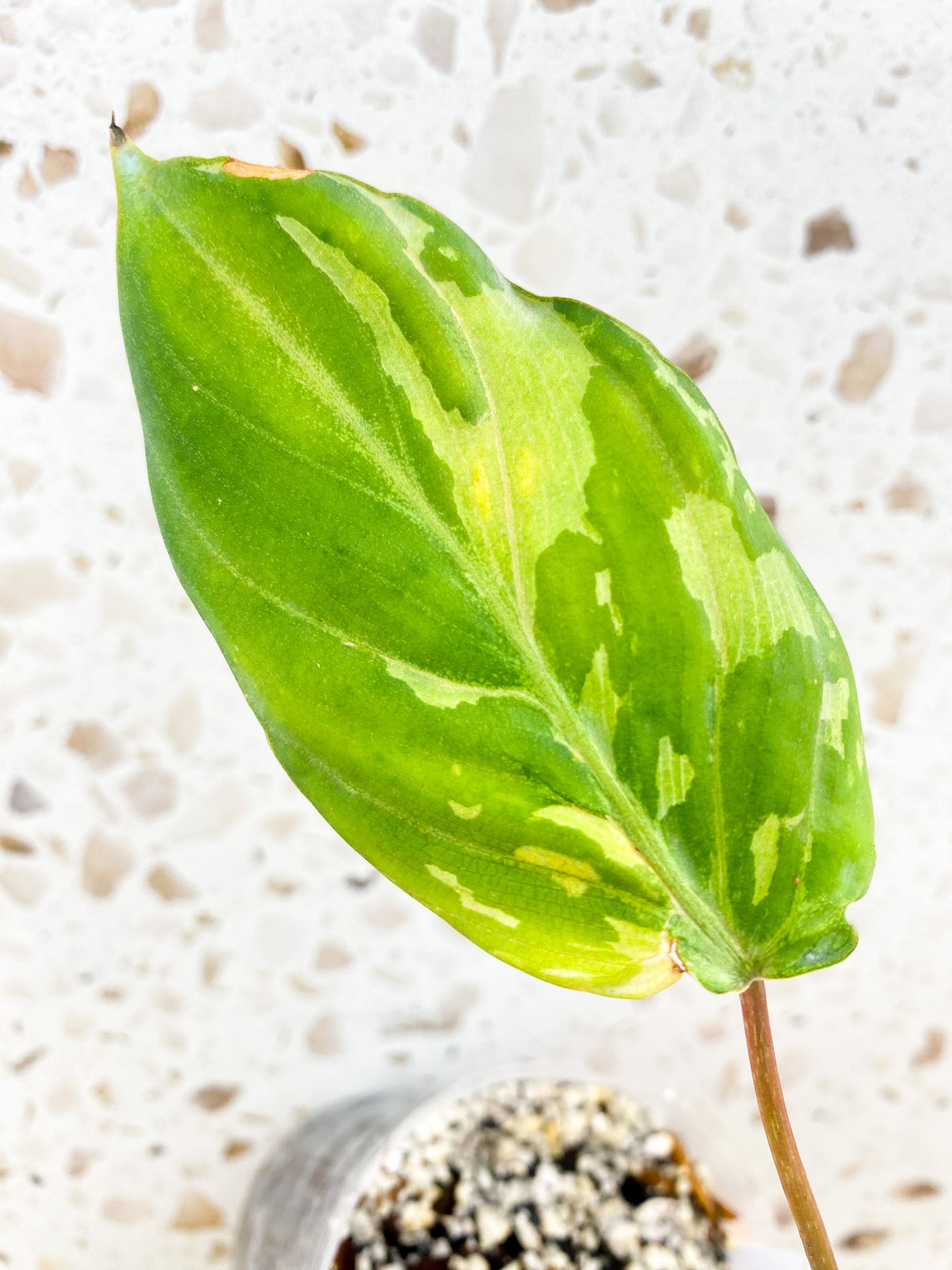 Philodendron Gloriosum 'Snow Leopard' Variegated 1 leaf (rooting) FREE