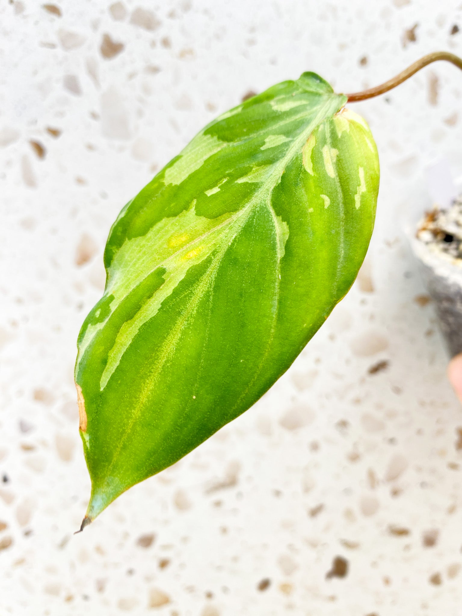 Philodendron Gloriosum 'Snow Leopard' Variegated 1 leaf (rooting) FREE