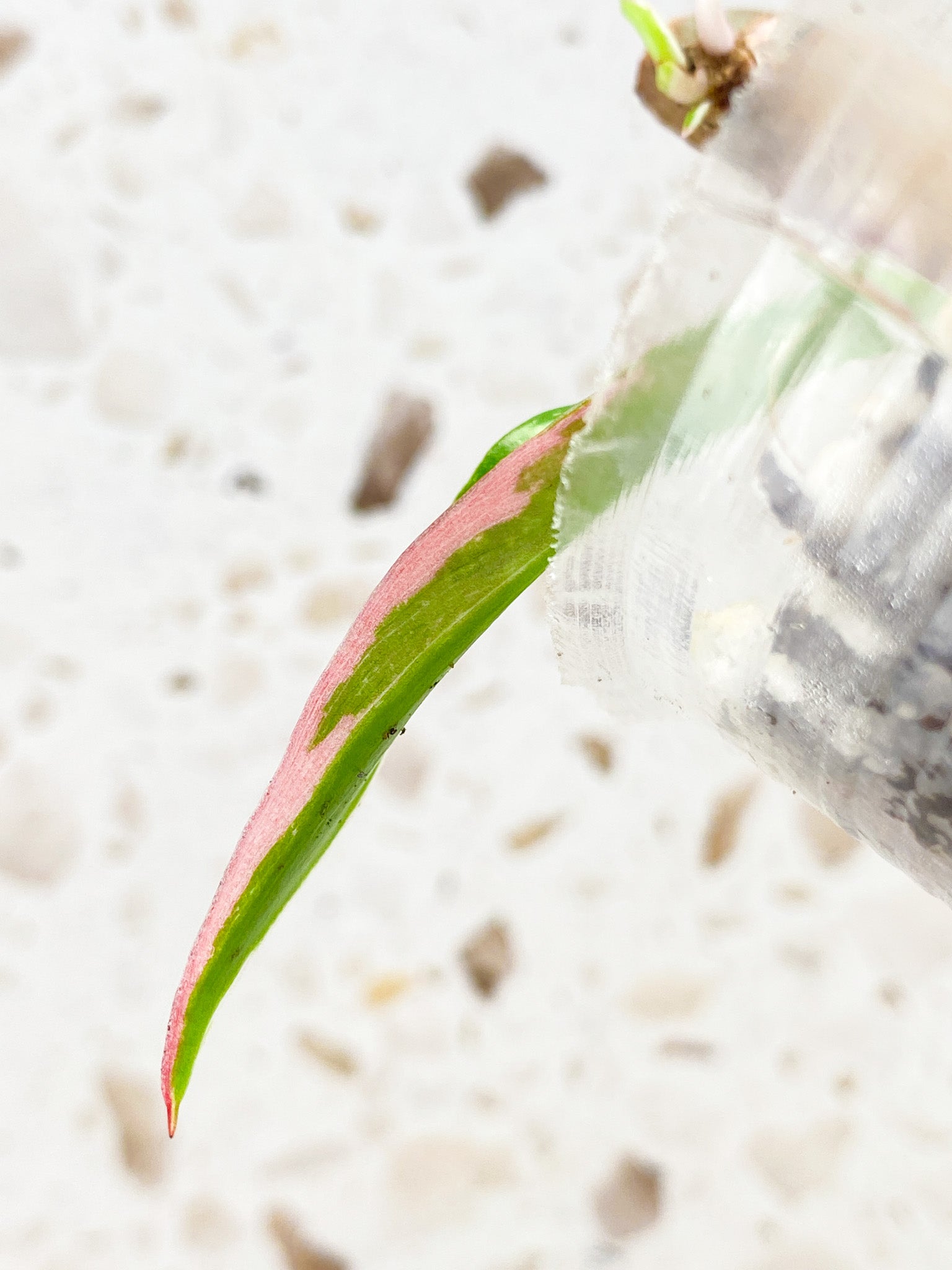 Philodendron White Princess Tricolor 2 leaves with highly variegated sprout