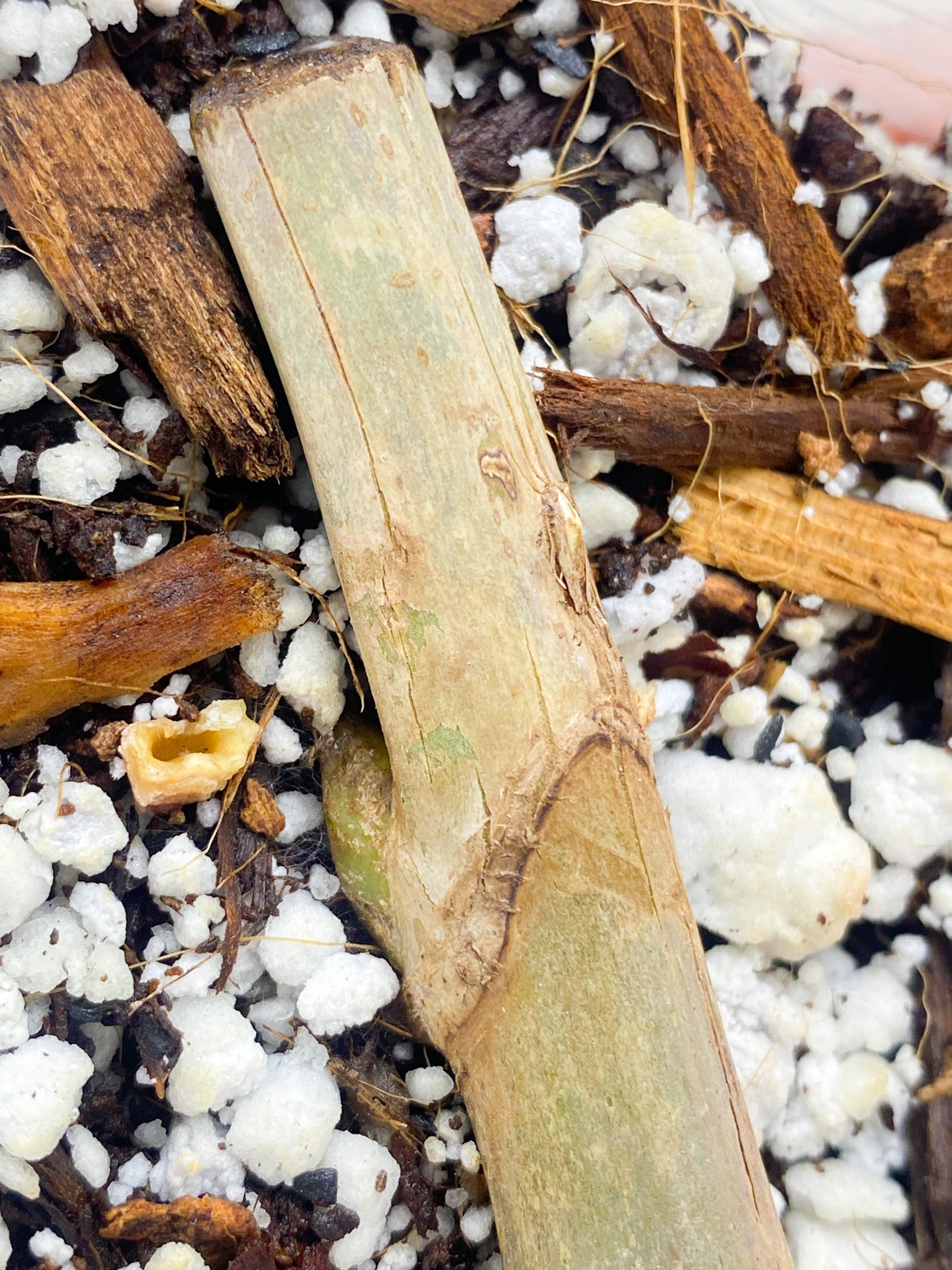 Philodendron Holtonianum node with sprout