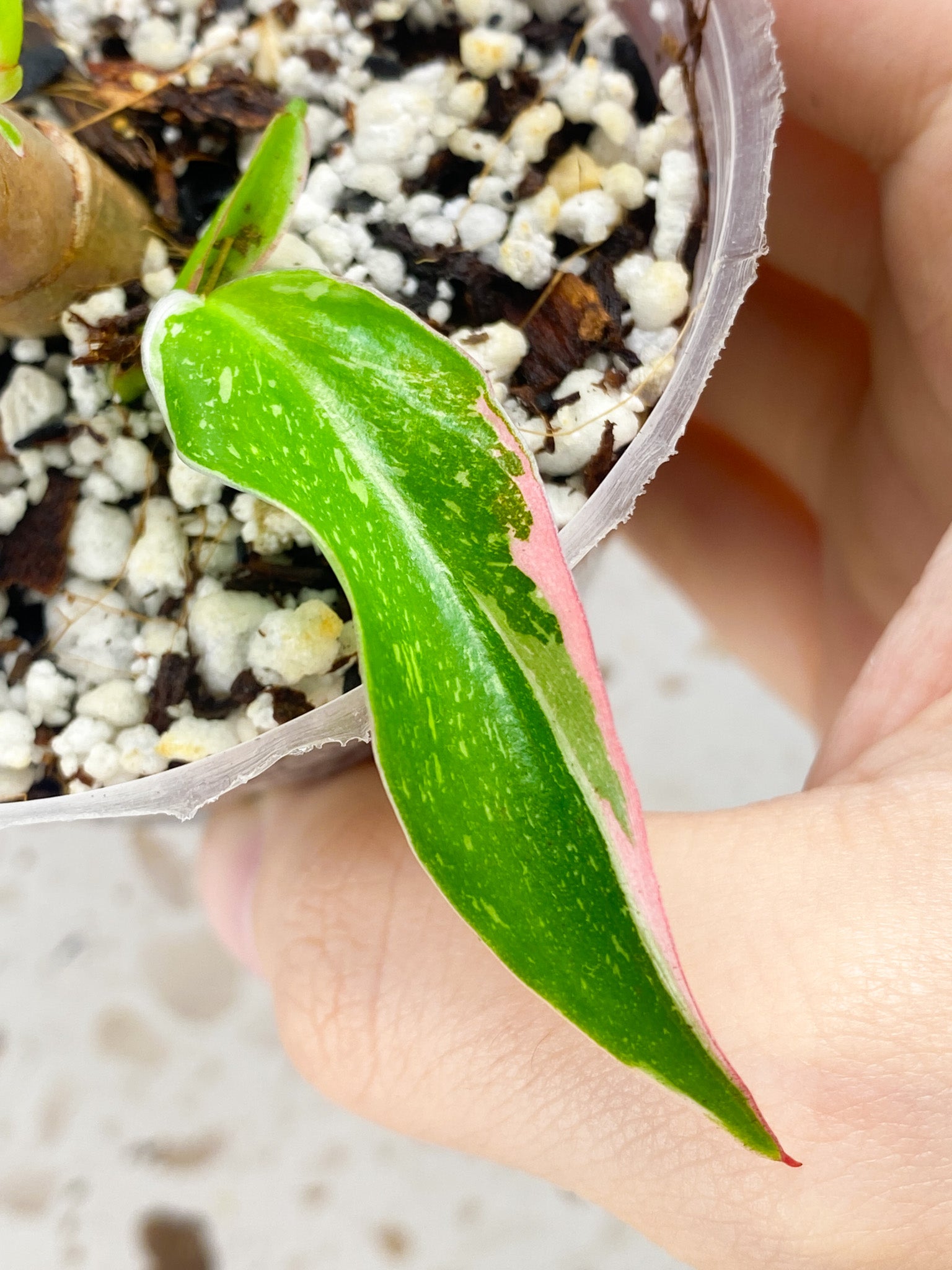 Philodendron White Princess Tricolor 2 leaves with highly variegated sprout