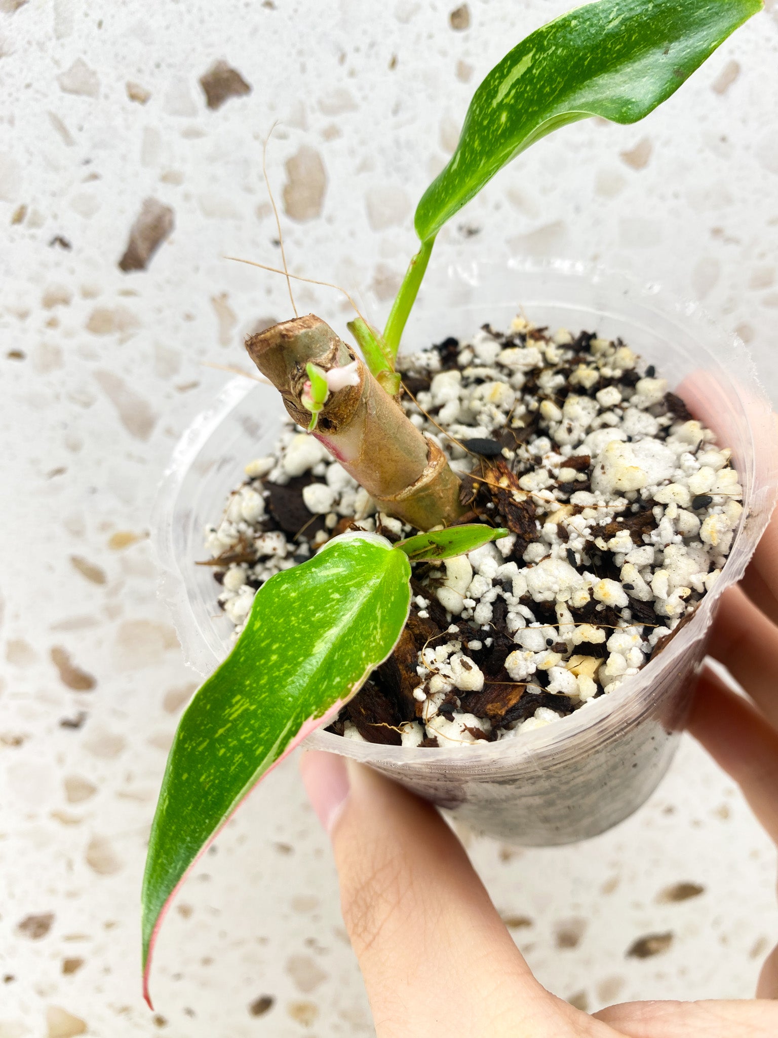 Philodendron White Princess Tricolor 2 leaves with highly variegated sprout