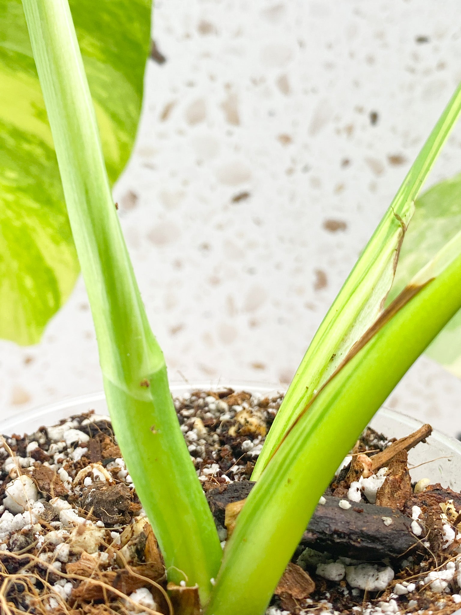 Monstera Aurea Tricolor 3 Leaf Top Cutting