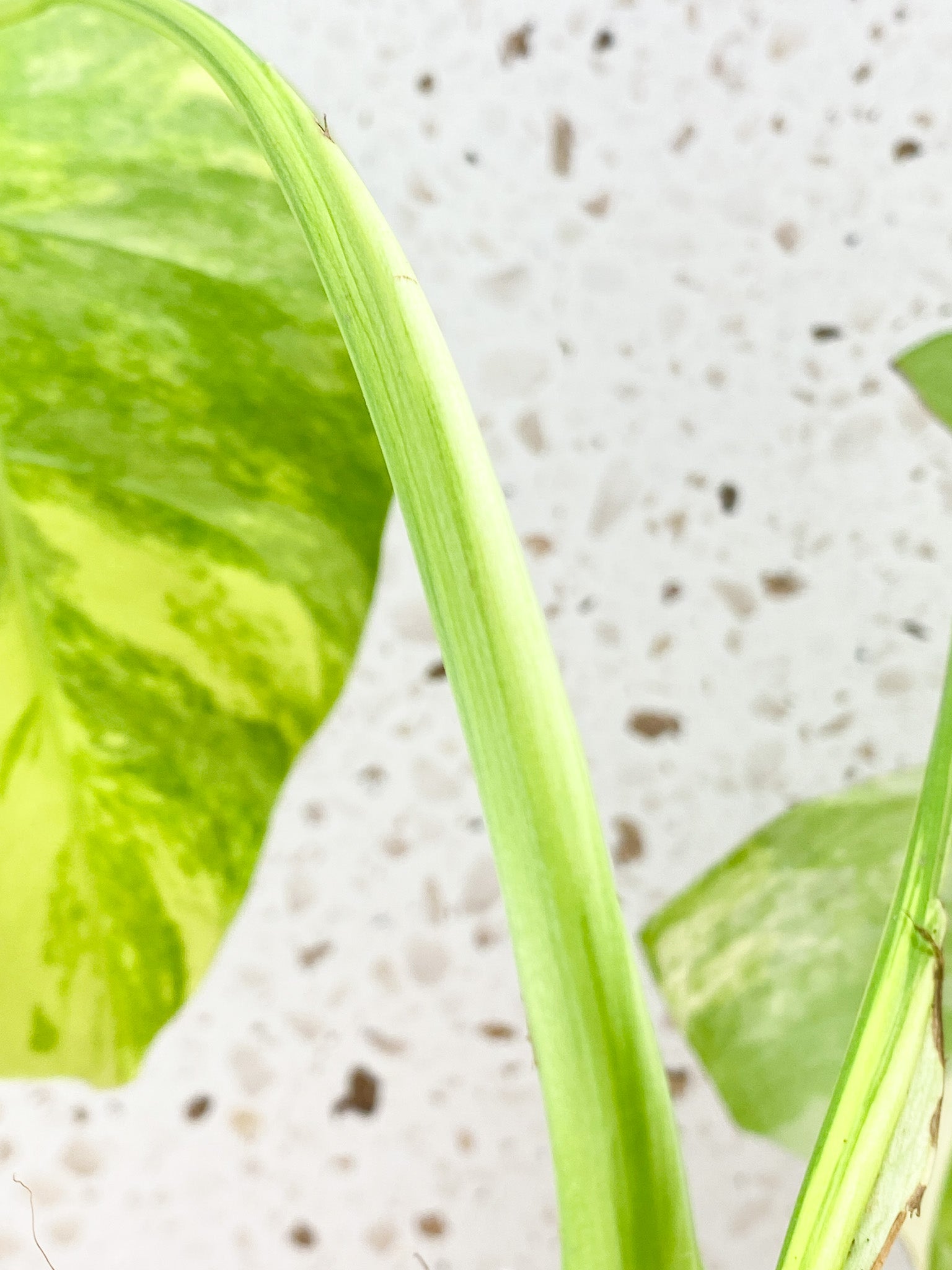 Monstera Aurea Tricolor 3 Leaf Top Cutting