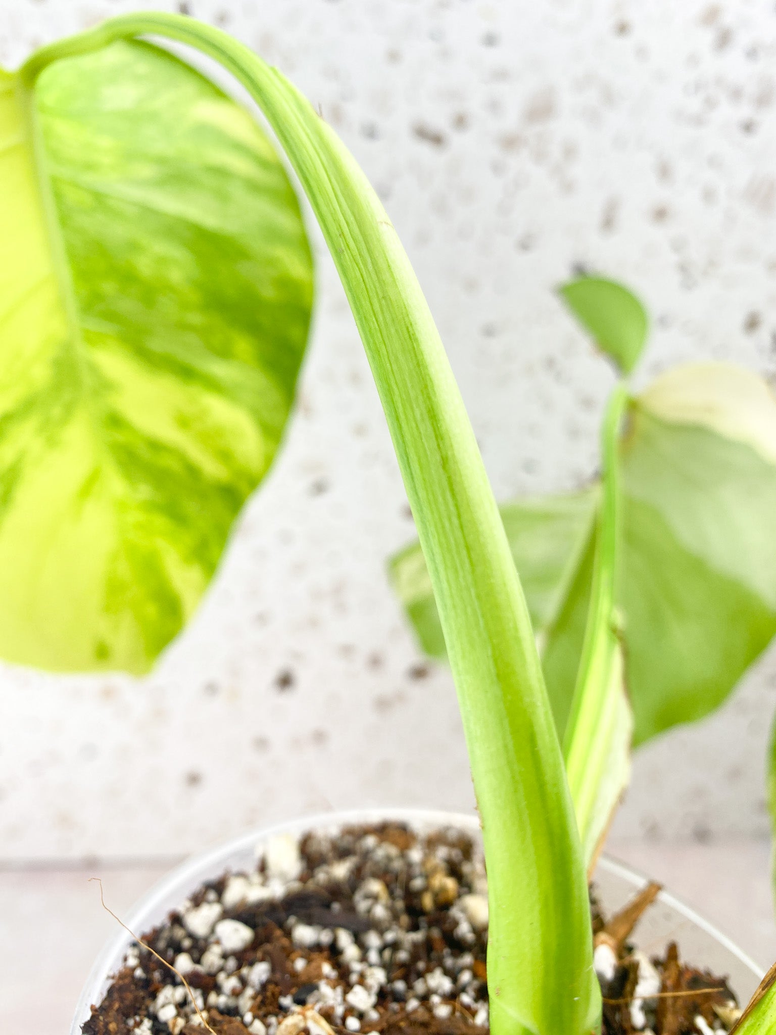 Monstera Aurea Tricolor 3 Leaf Top Cutting