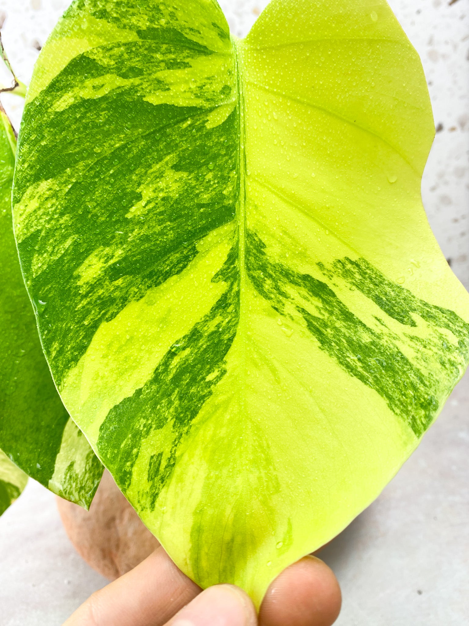 Monstera Aurea Tricolor 3 Leaf Top Cutting