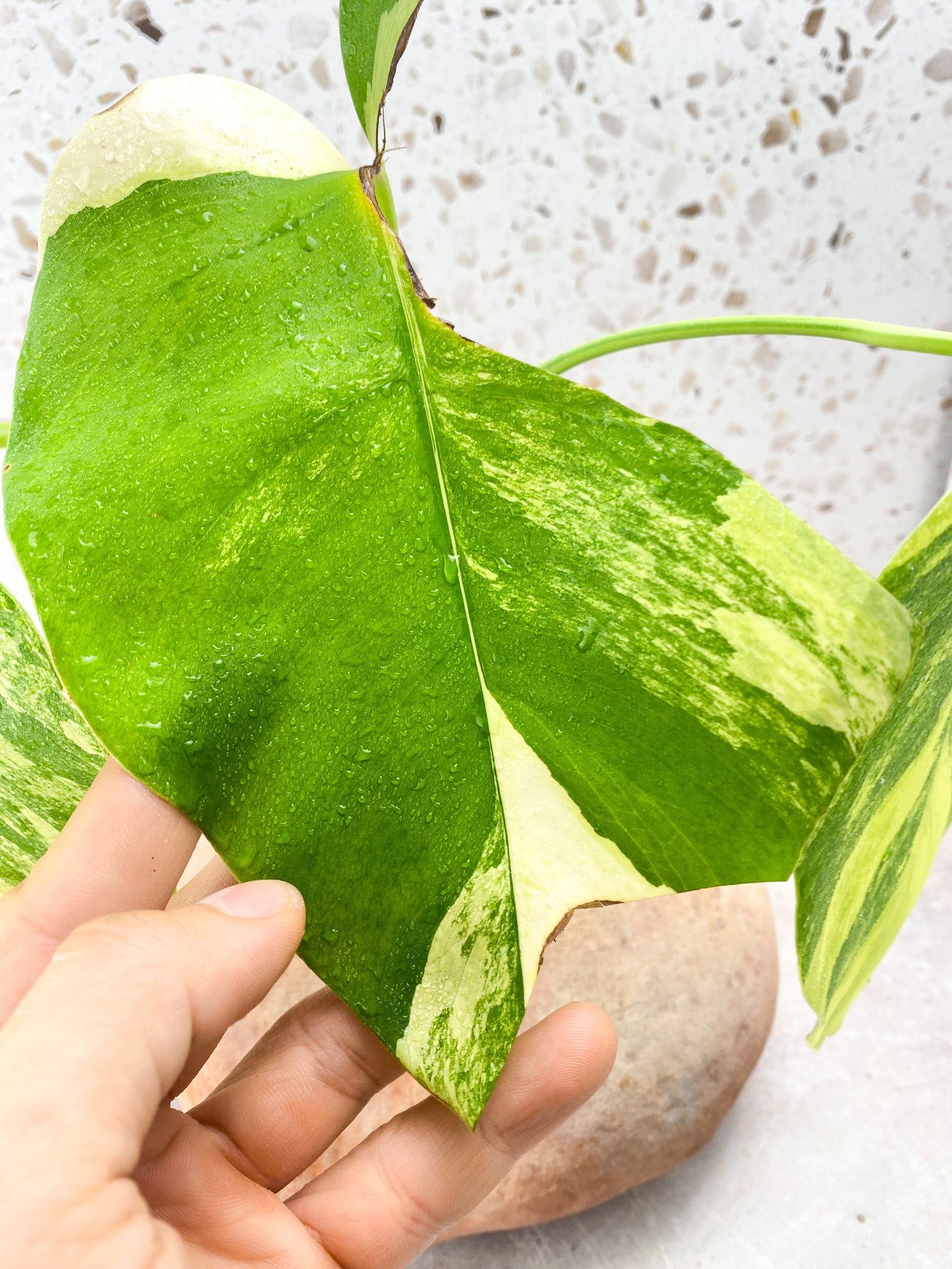 Monstera Aurea Tricolor 3 Leaf Top Cutting