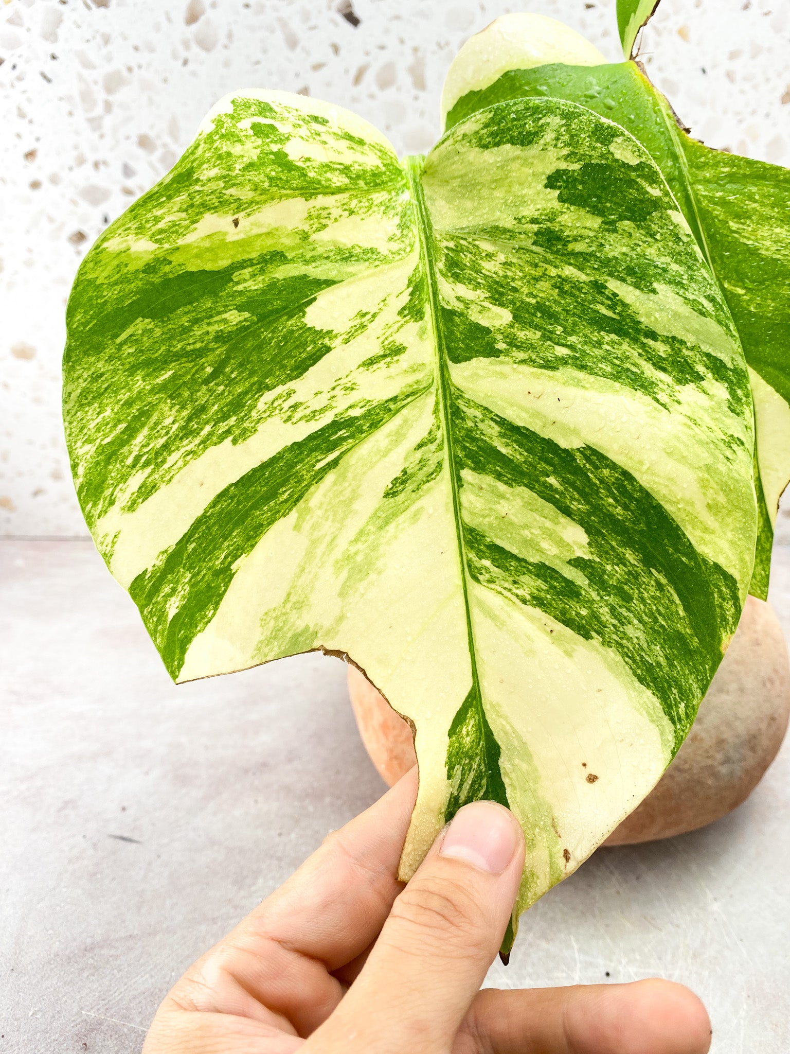 Monstera Aurea Tricolor 3 Leaf Top Cutting