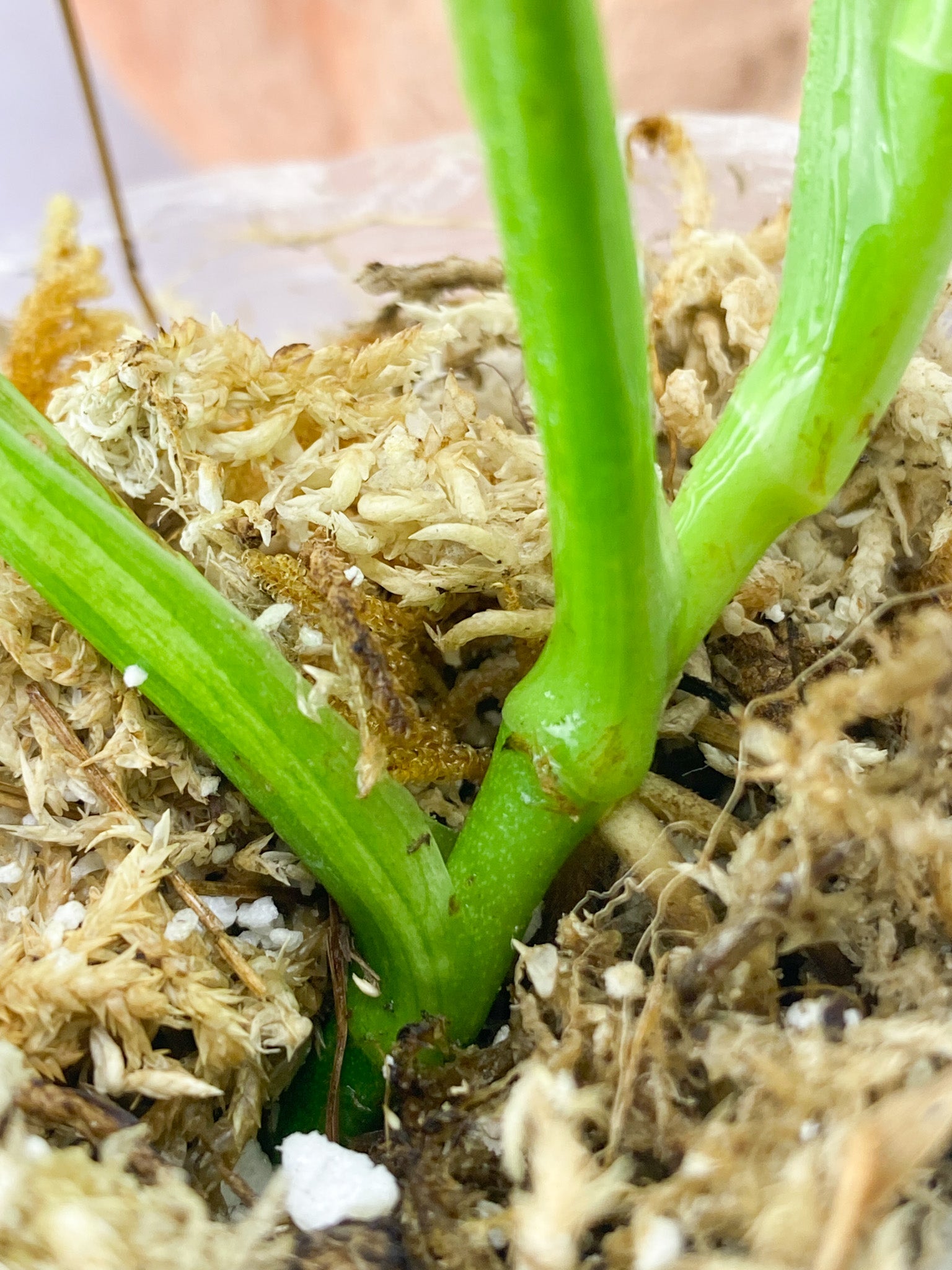 Monstera Adansonii Albo Tricolor 4 Leaf 1 Shoot