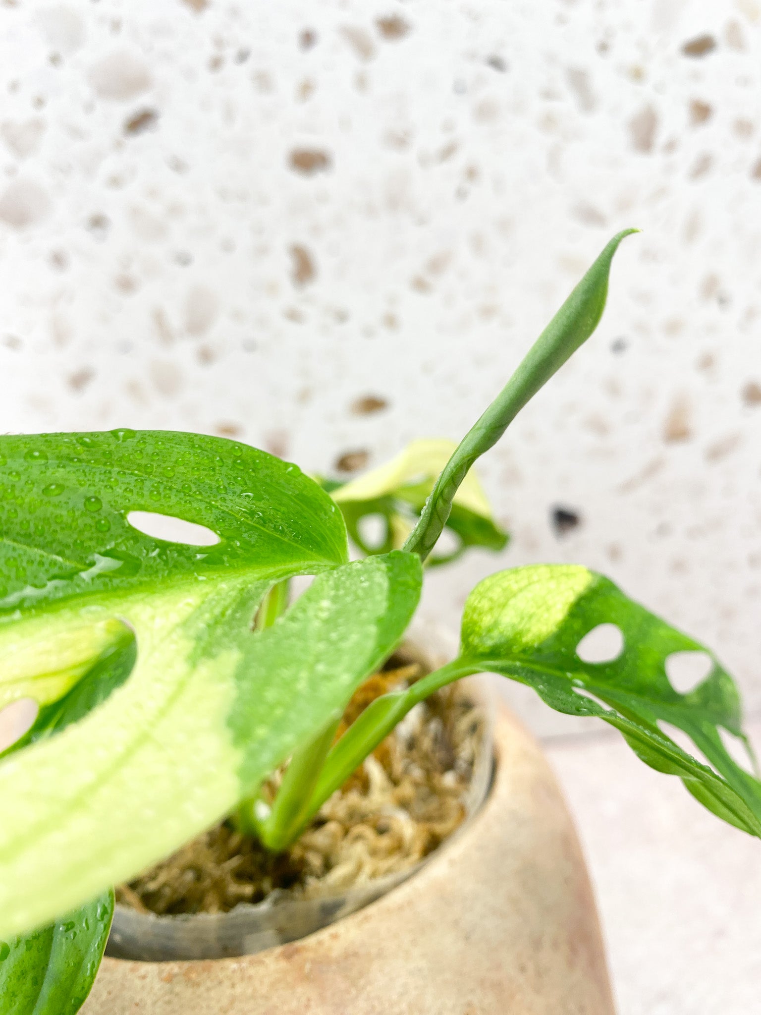 Monstera Adansonii Albo Tricolor 4 Leaf 1 Shoot