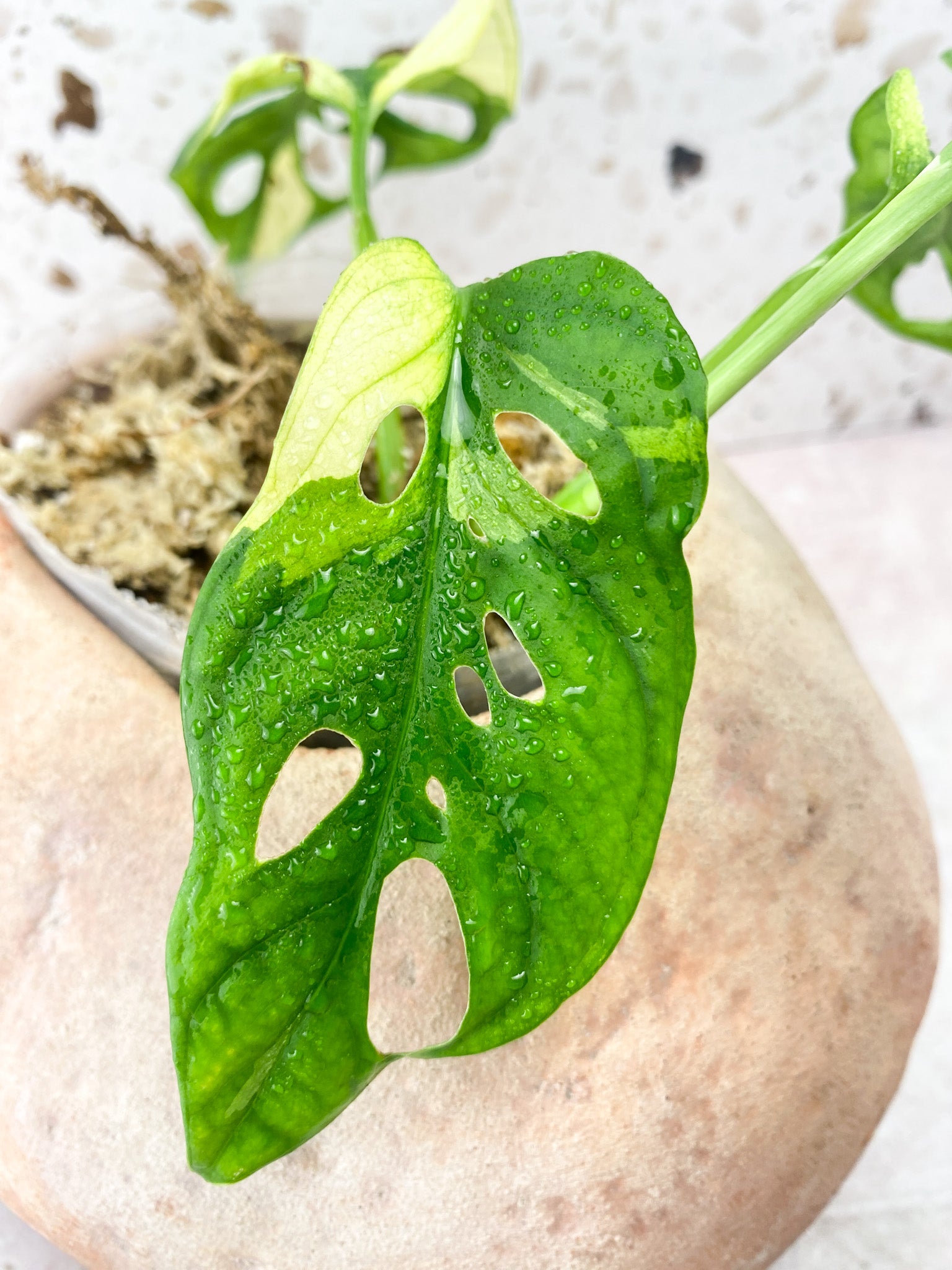 Monstera Adansonii Albo Tricolor 4 Leaf 1 Shoot