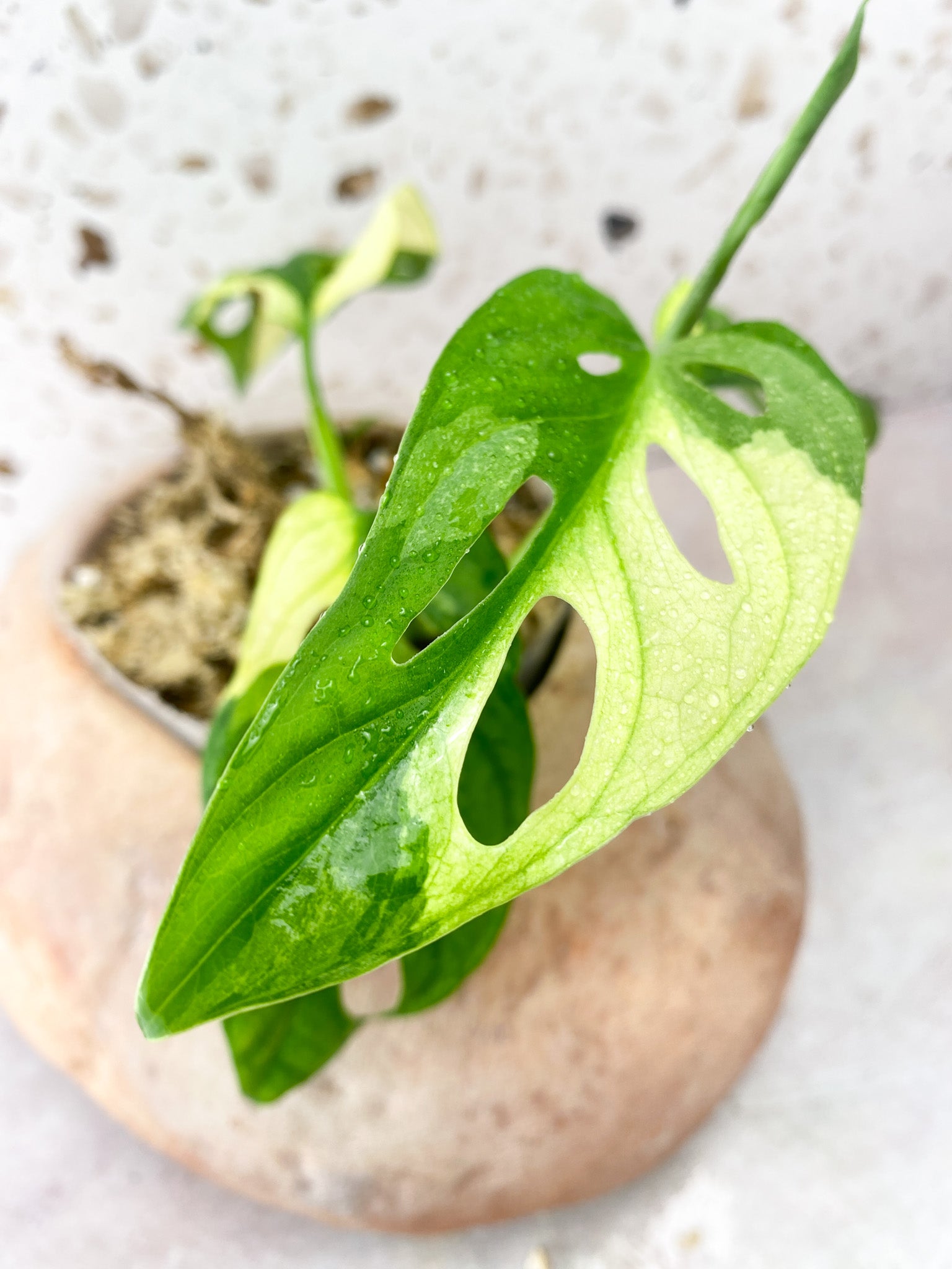 Monstera Adansonii Albo Tricolor 4 Leaf 1 Shoot