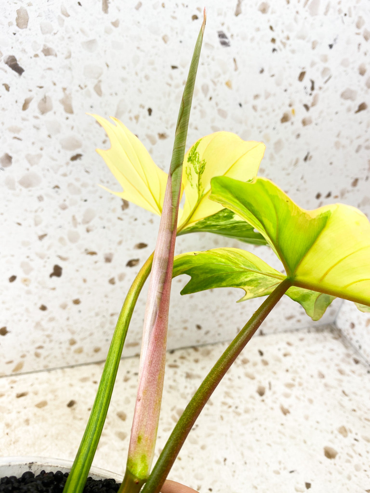 Philodendron Florida Beauty x Mayoi 2 leaves 1 shoot top cutting